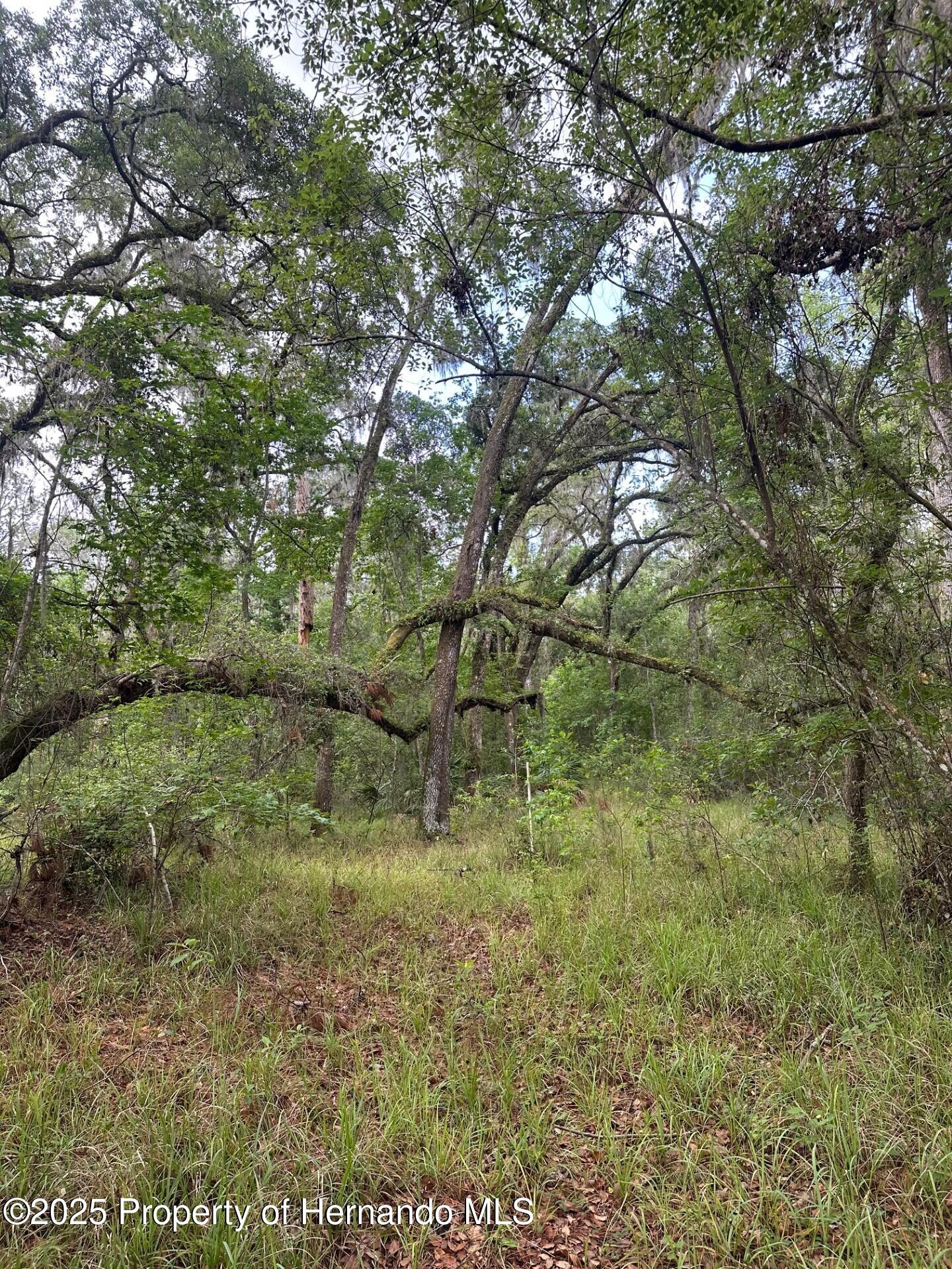 Emerson Road, Brooksville, Florida image 8