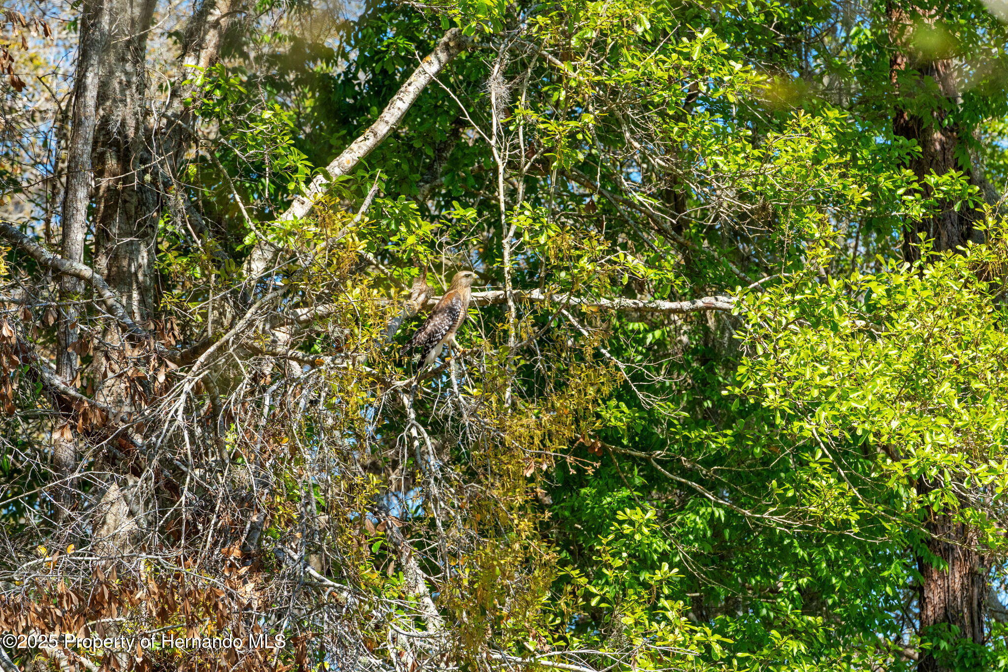 6413 Emerson Road, Brooksville, Florida image 45