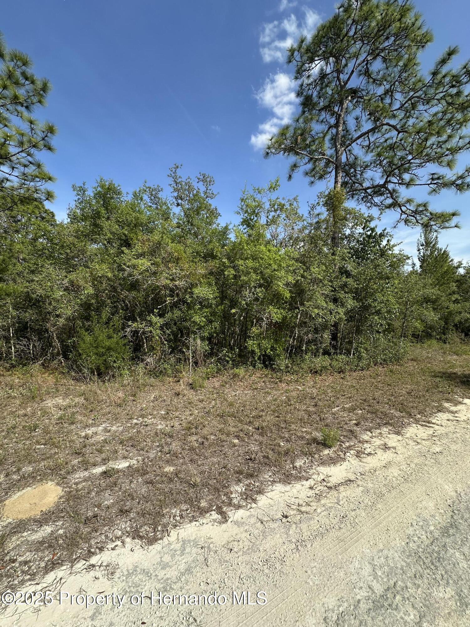 14106 Eastern Phoebe Road, Weeki Wachee, Florida image 3