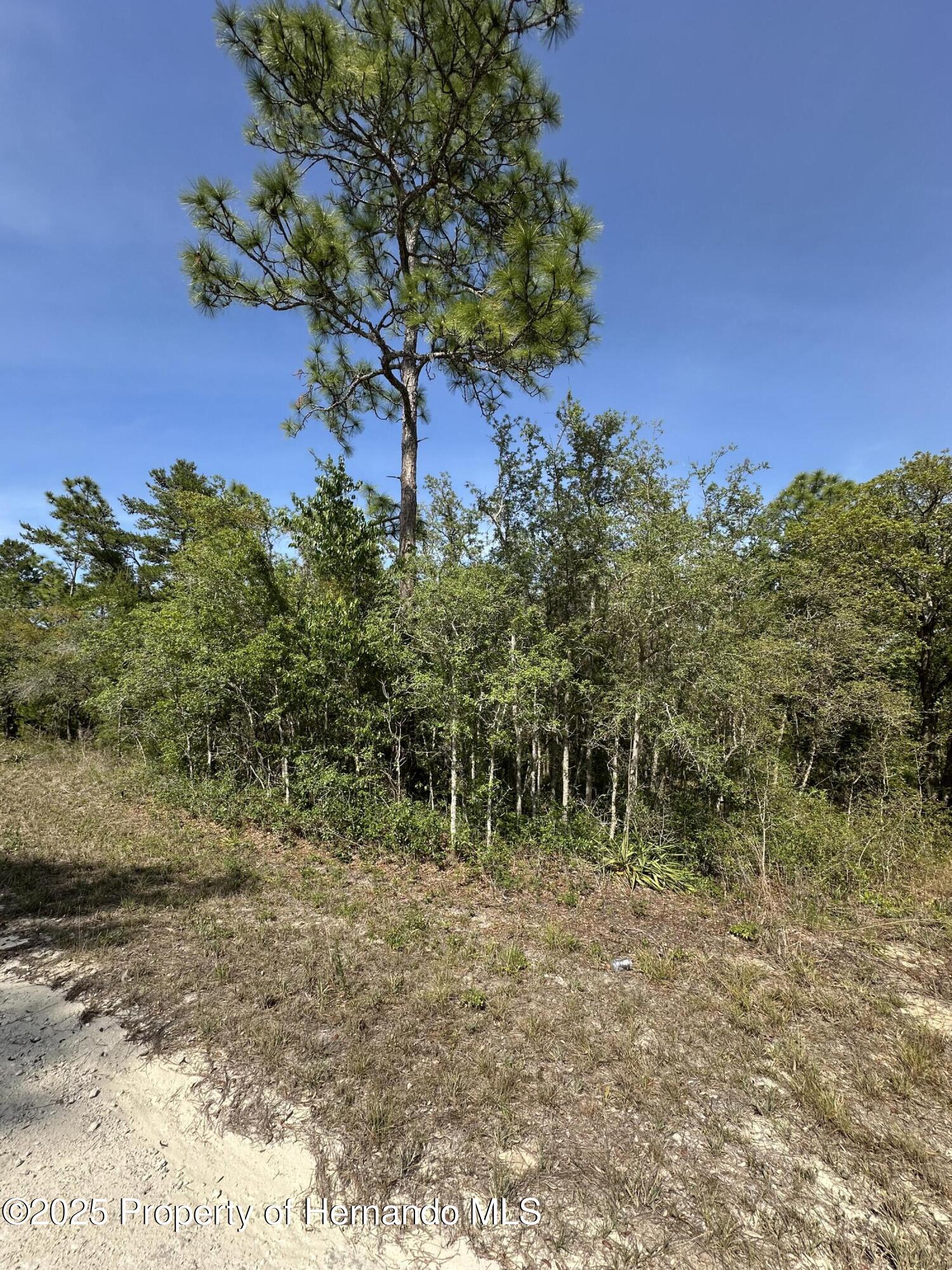 14106 Eastern Phoebe Road, Weeki Wachee, Florida image 5
