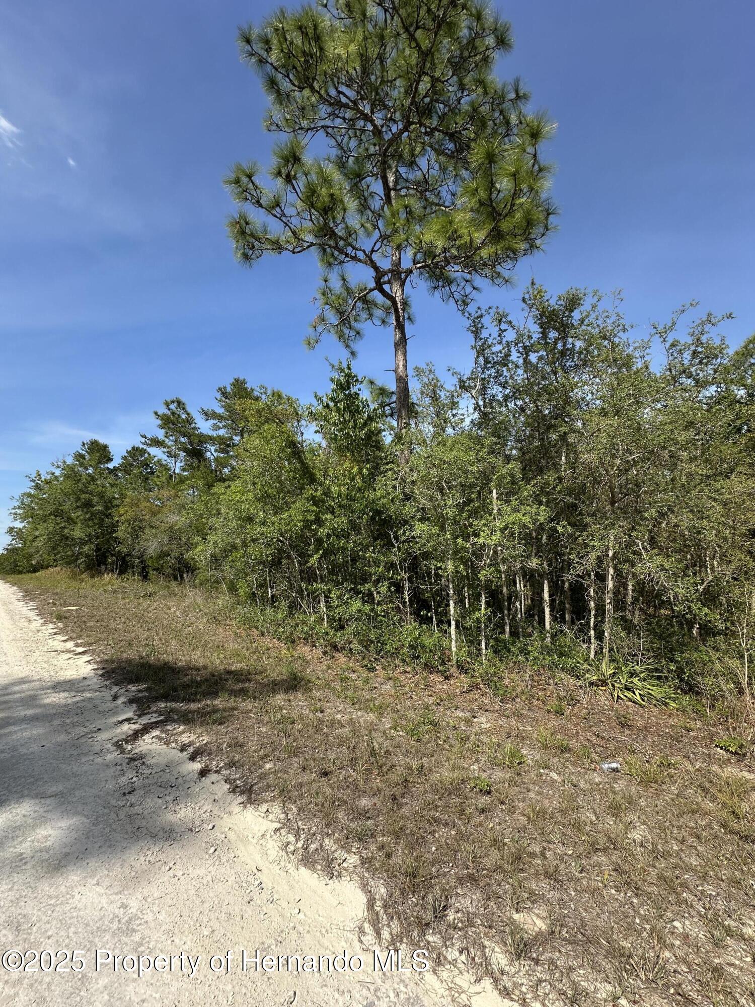 14106 Eastern Phoebe Road, Weeki Wachee, Florida image 6