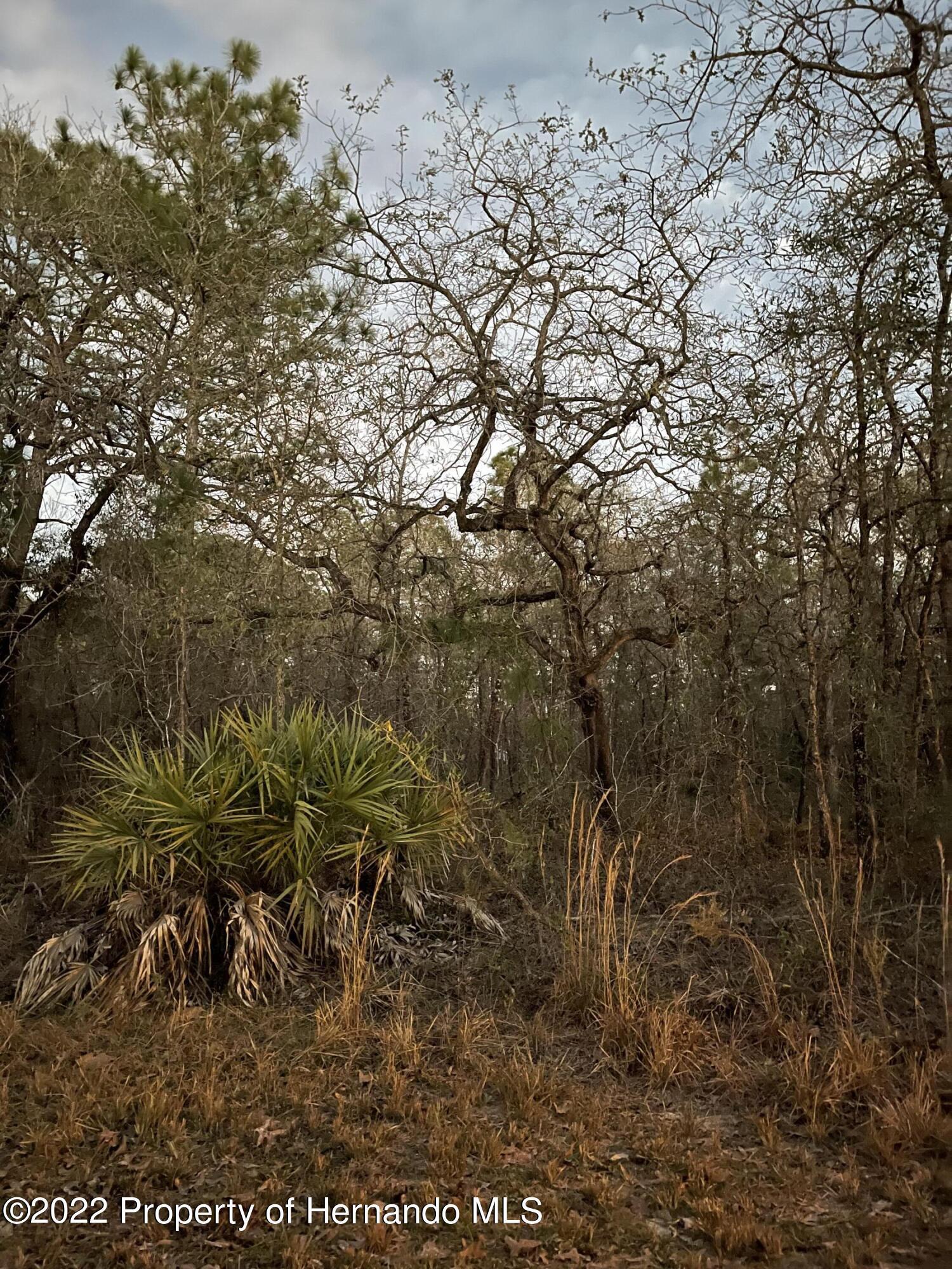 Macassar Rd, Weeki Wachee, Florida image 1