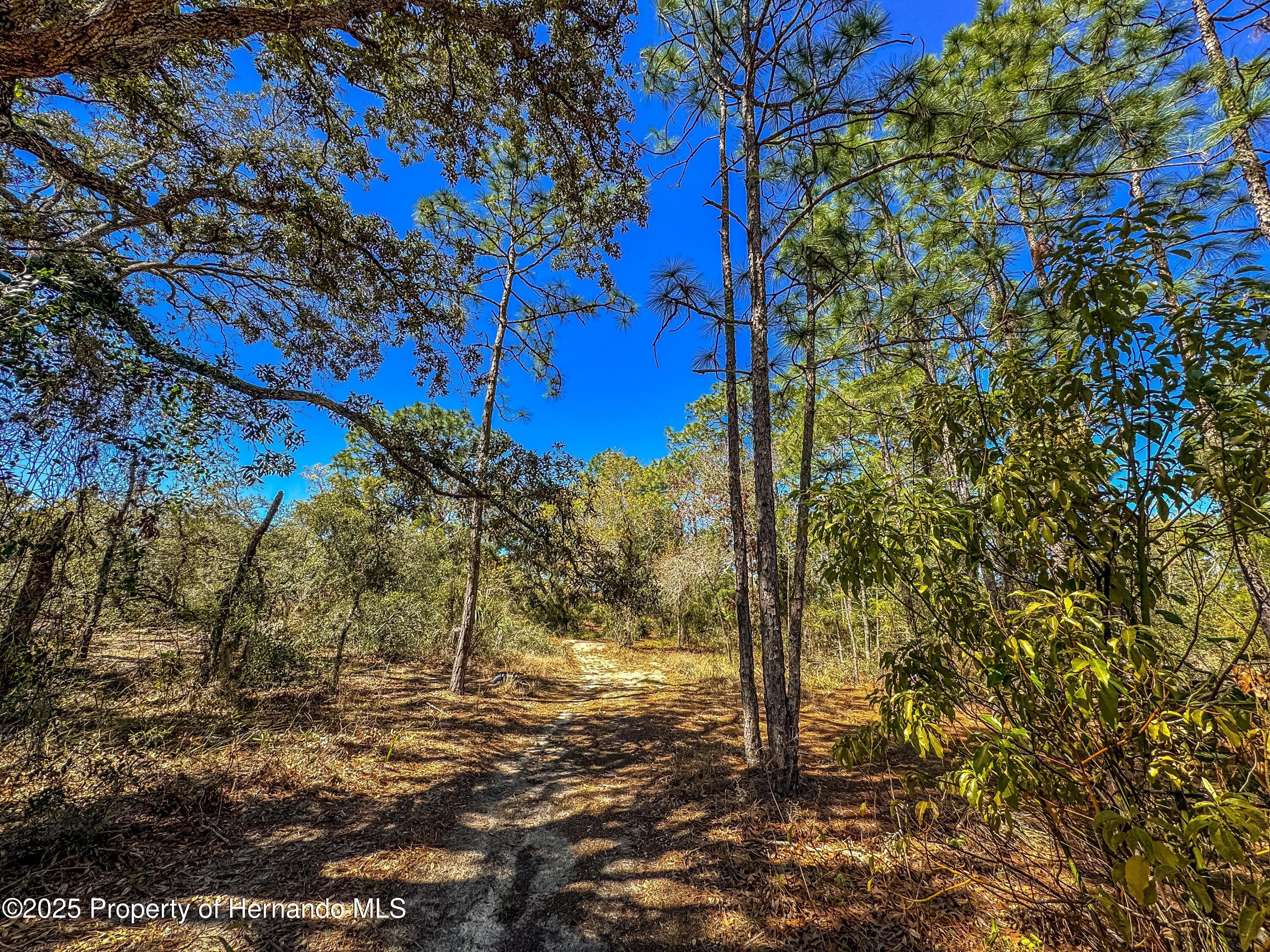 Sheffield Road, Spring Hill, Florida image 17