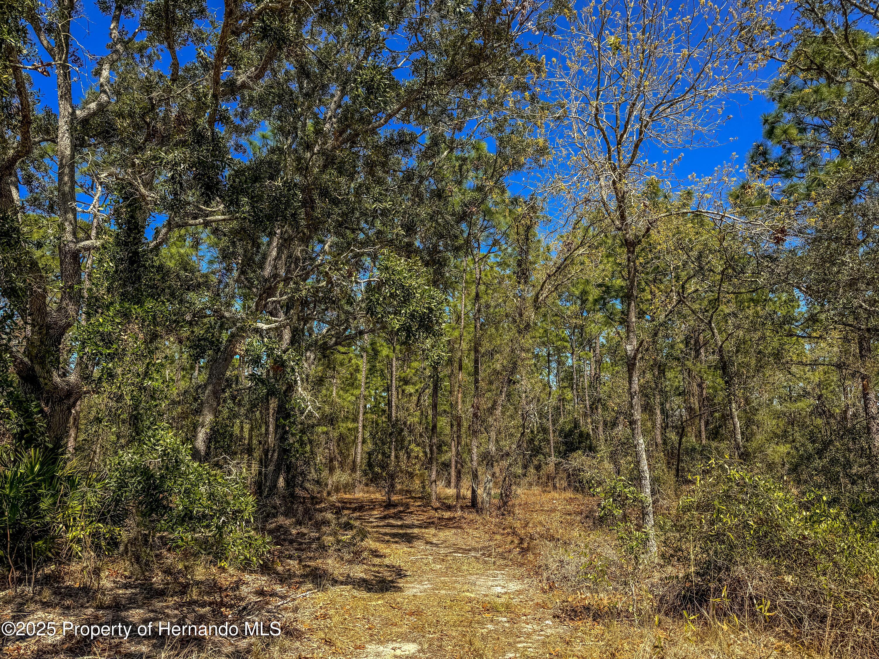 Sheffield Road, Spring Hill, Florida image 14