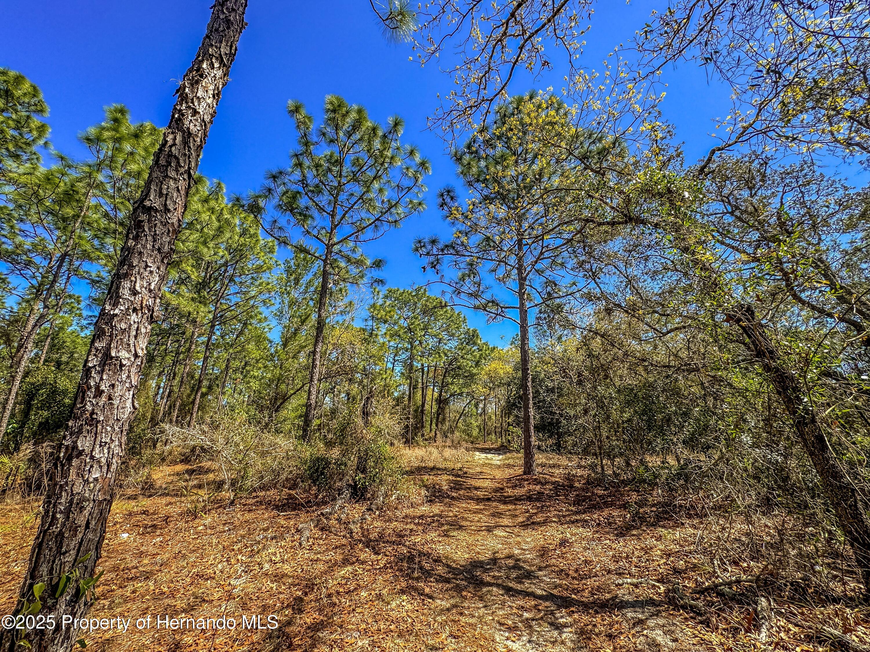 Sheffield Road, Spring Hill, Florida image 1