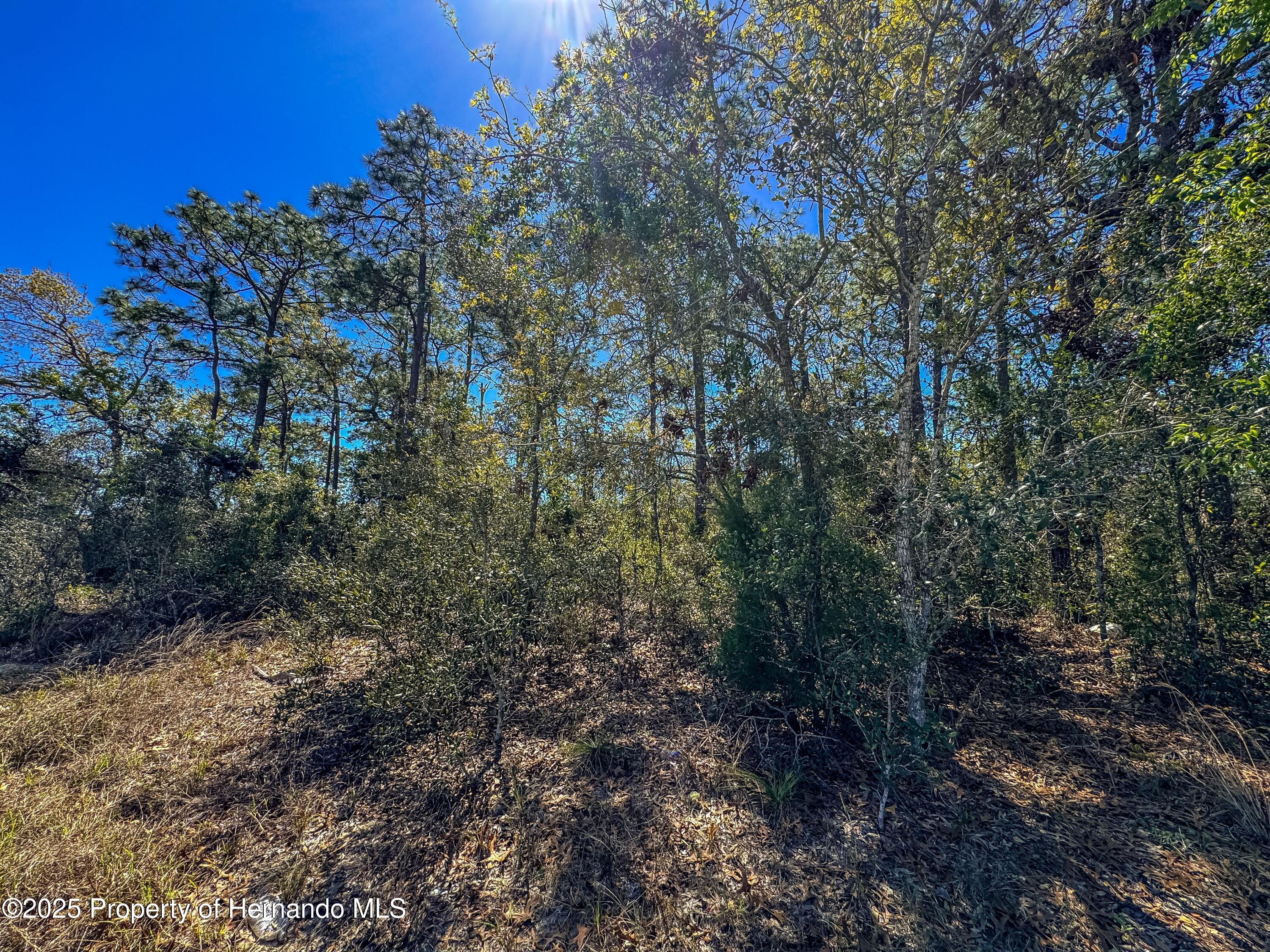 Sheffield Road, Spring Hill, Florida image 25