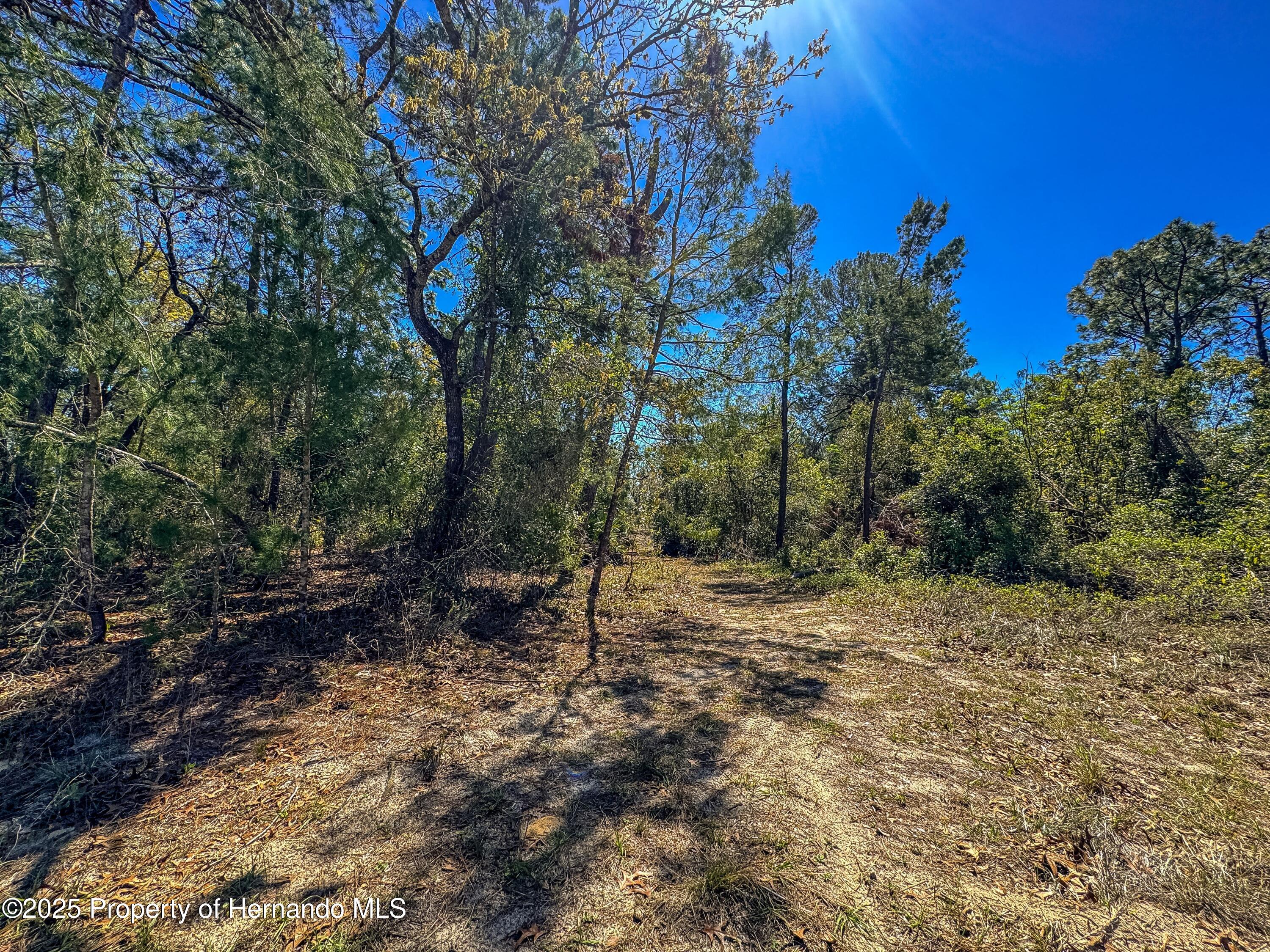 Sheffield Road, Spring Hill, Florida image 8