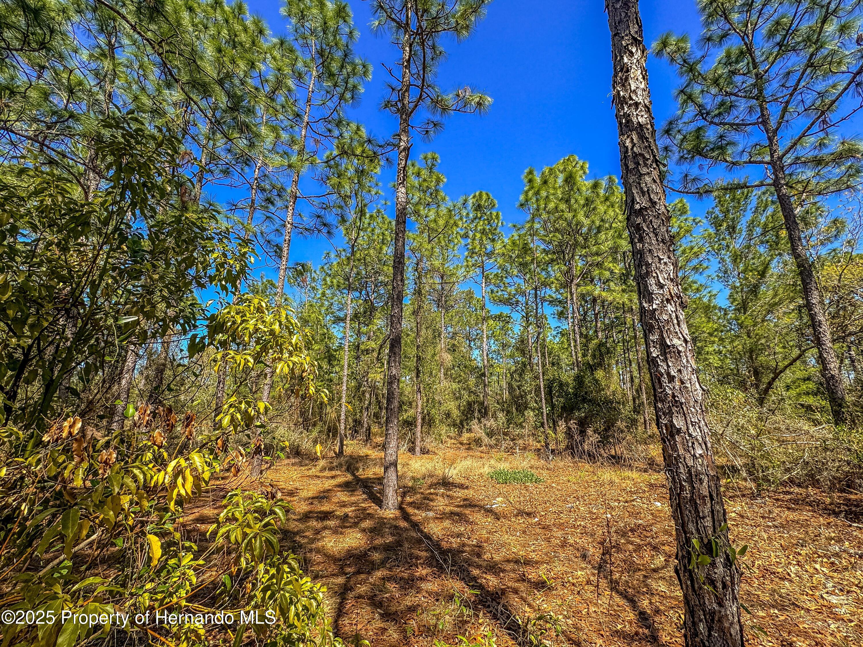 Sheffield Road, Spring Hill, Florida image 15