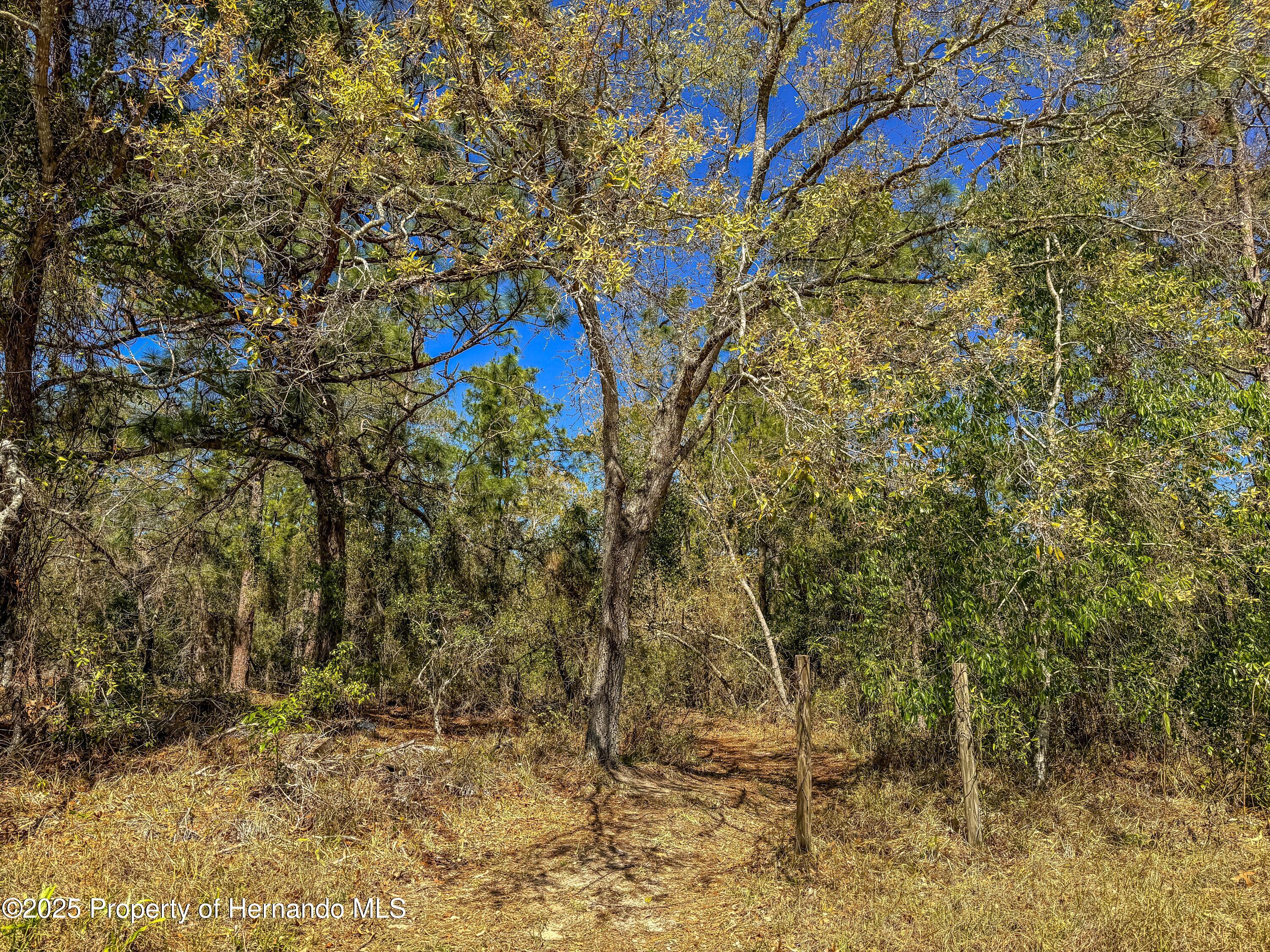 Sheffield Road, Spring Hill, Florida image 12