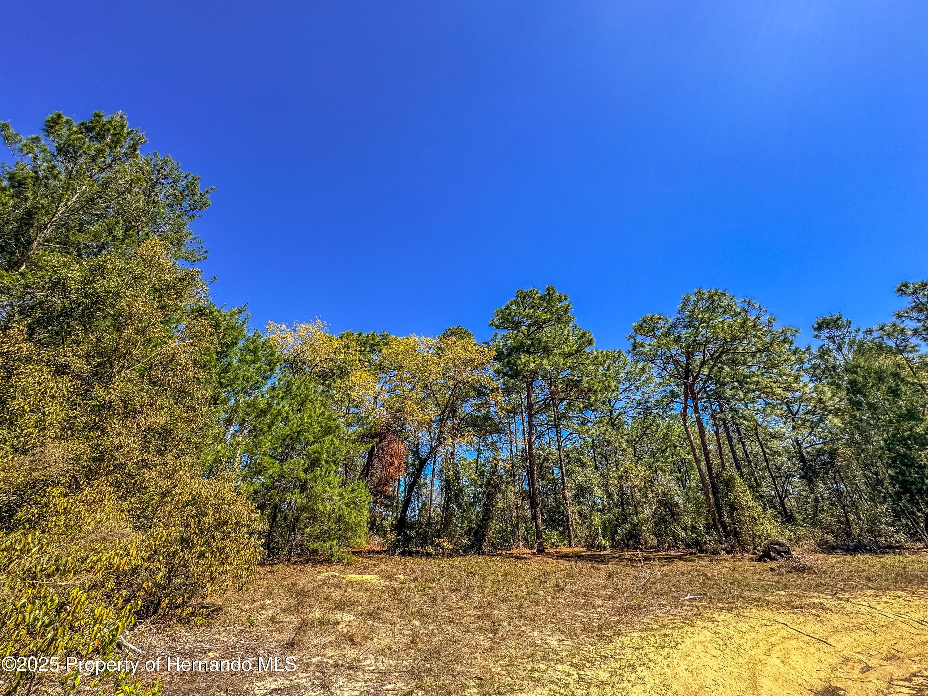 Sheffield Road, Spring Hill, Florida image 9