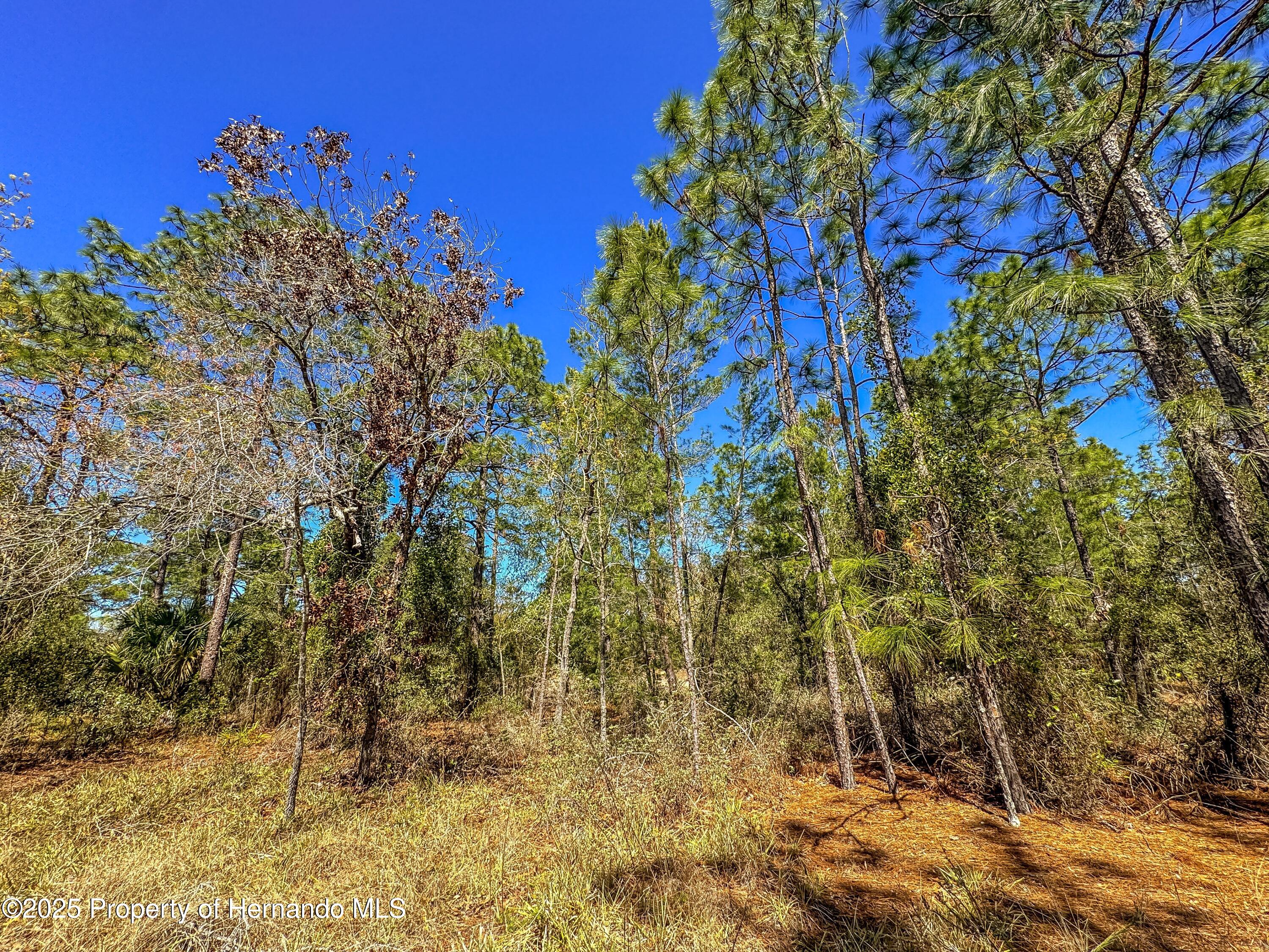 Sheffield Road, Spring Hill, Florida image 19