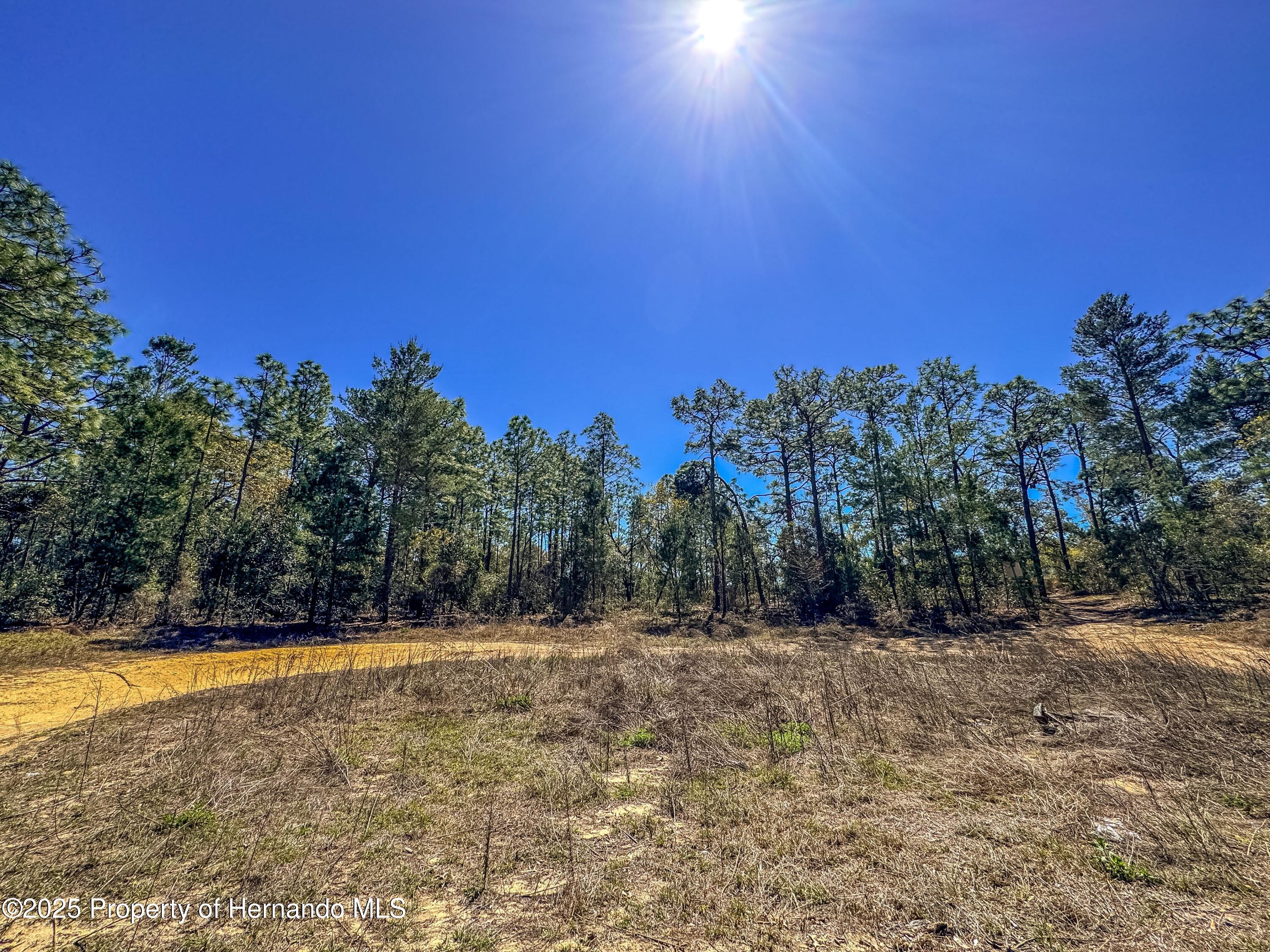 Sheffield Road, Spring Hill, Florida image 10