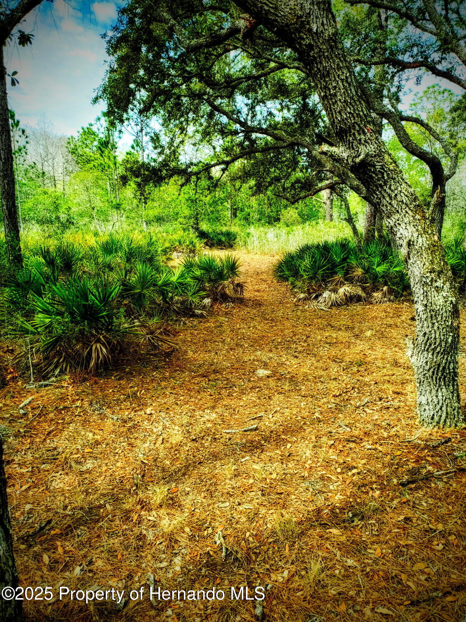 18235 Parakeet Road, Weeki Wachee, Florida image 4