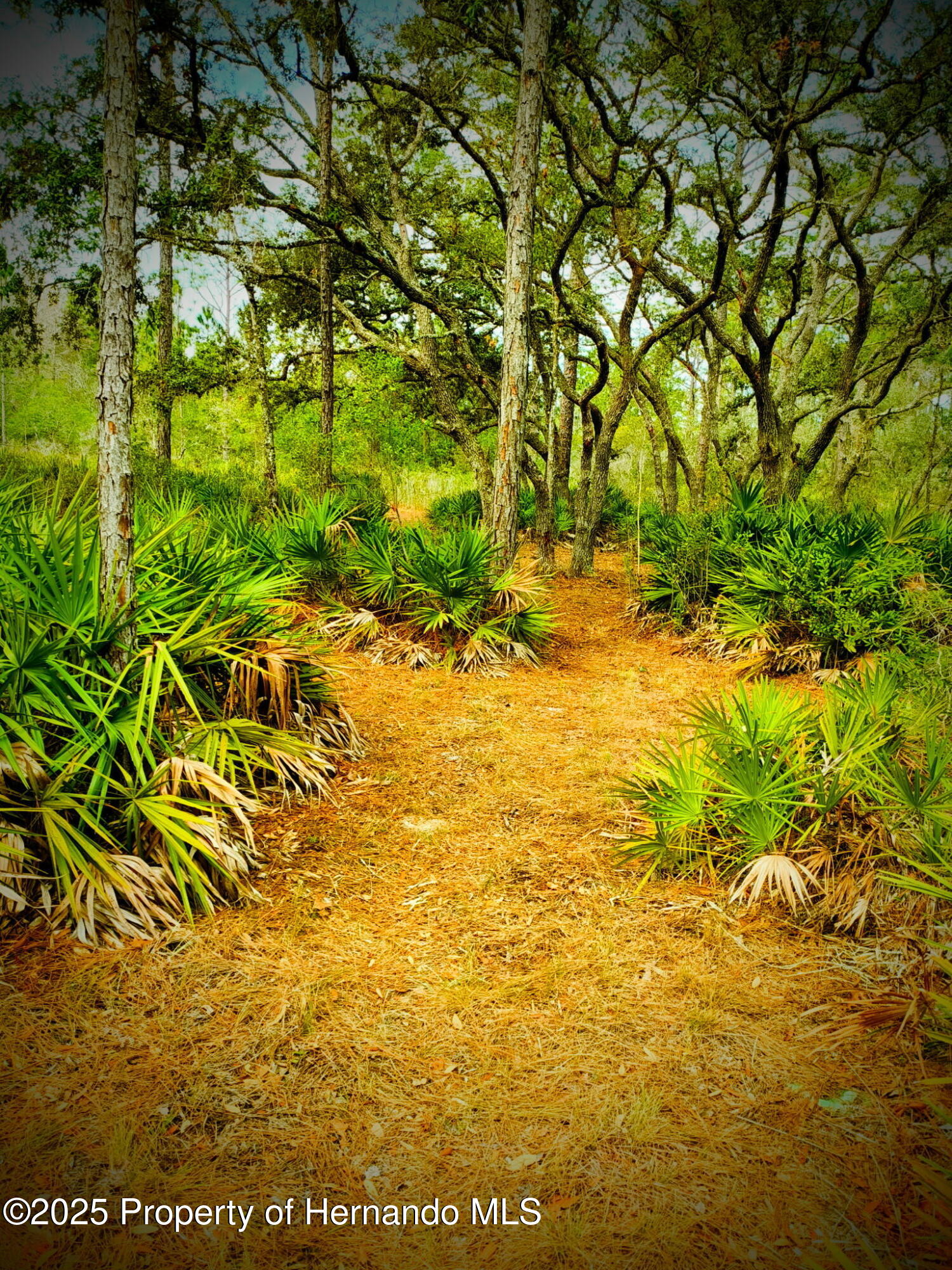 18235 Parakeet Road, Weeki Wachee, Florida image 3