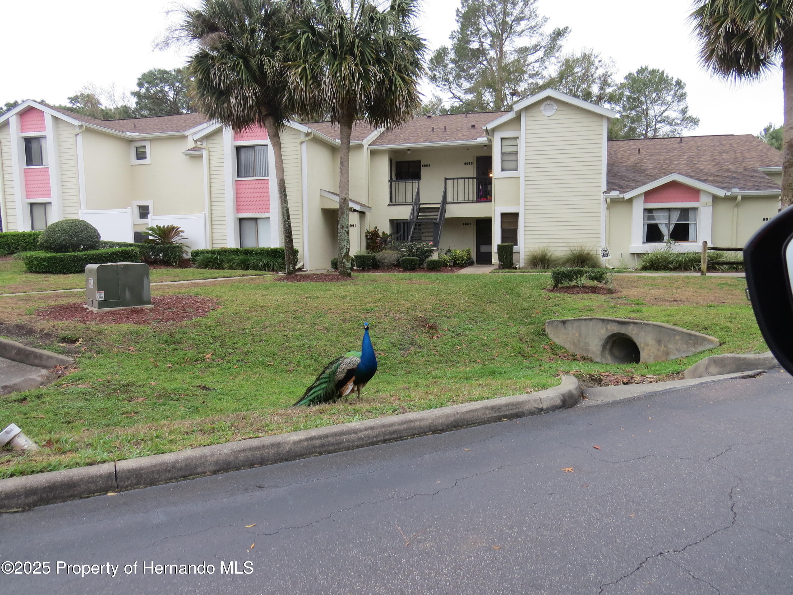 8055 Picketts Court #1, Spring Hill, Florida image 5