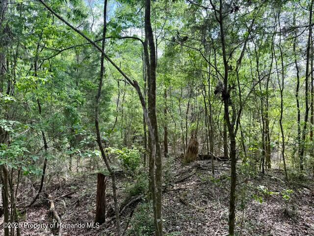 Old Crystal River Road, Brooksville, Florida image 9