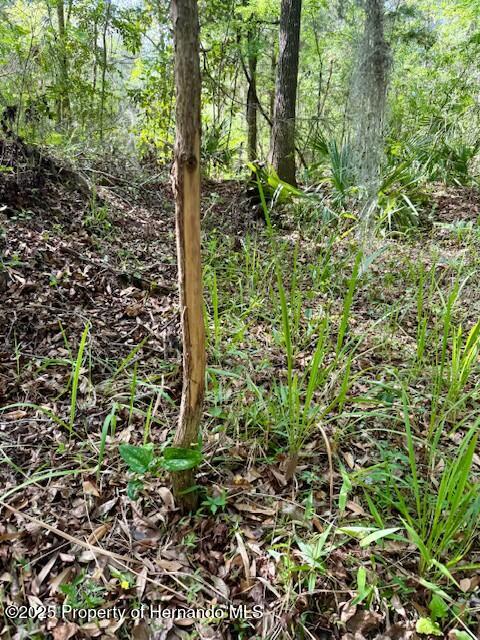 Old Crystal River Road, Brooksville, Florida image 14