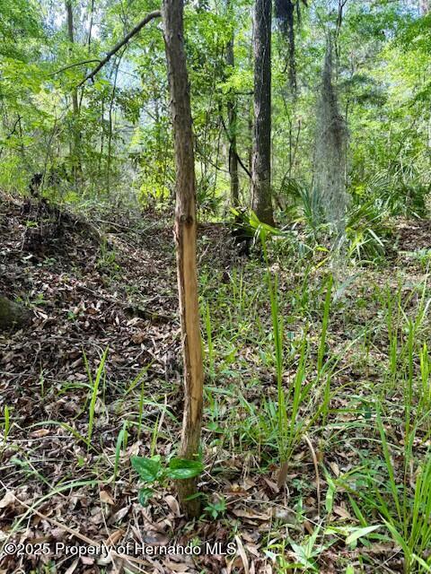 Old Crystal River Road, Brooksville, Florida image 4