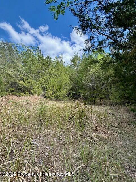 Old Crystal River Road, Brooksville, Florida image 3