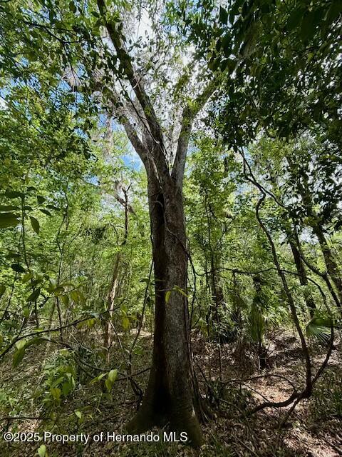 Old Crystal River Road, Brooksville, Florida image 6