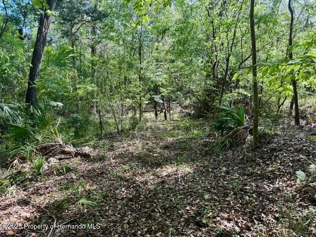 Old Crystal River Road, Brooksville, Florida image 7