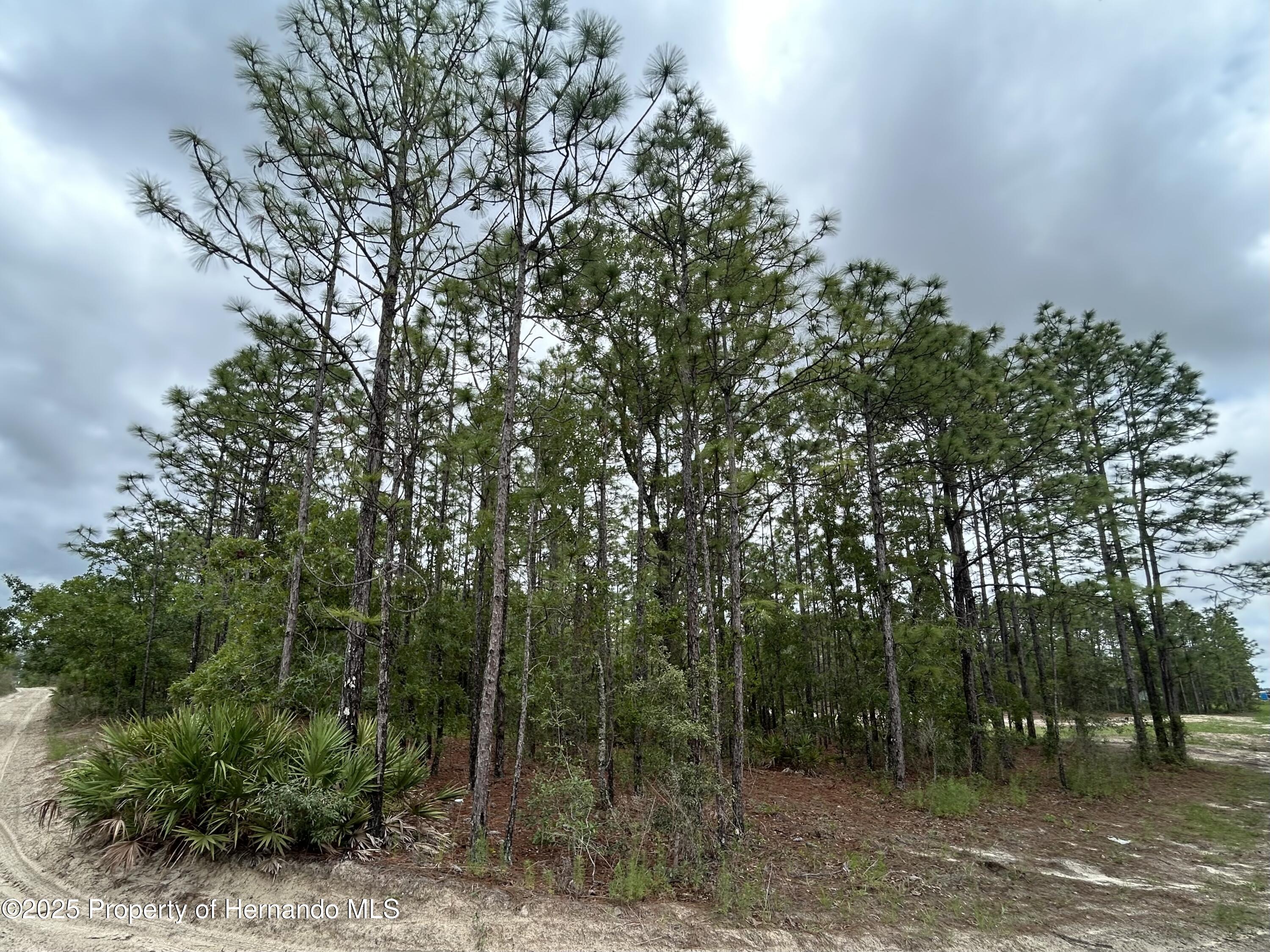 Mellon Road, Weeki Wachee, Florida image 3
