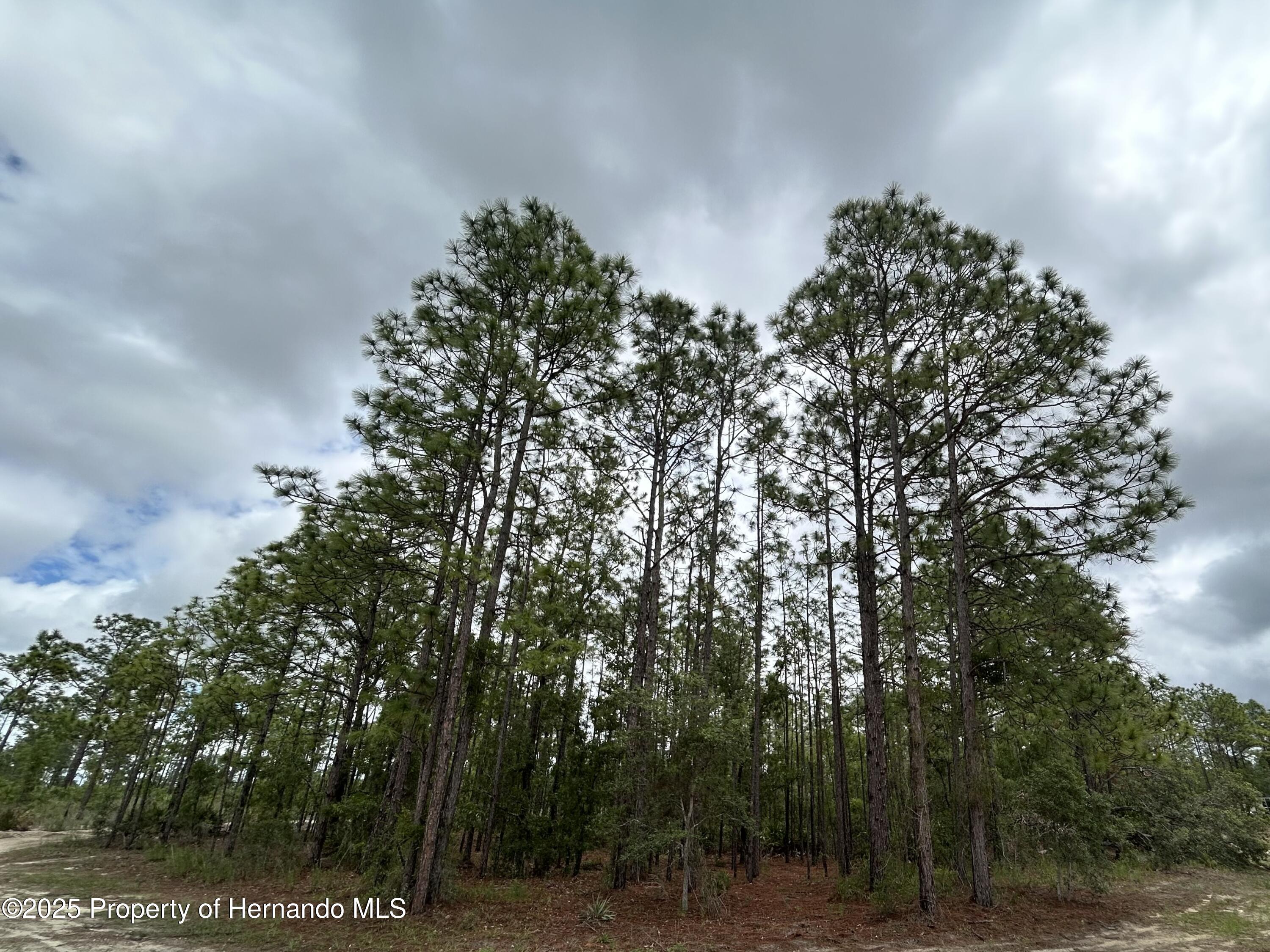 Mellon Road, Weeki Wachee, Florida image 2