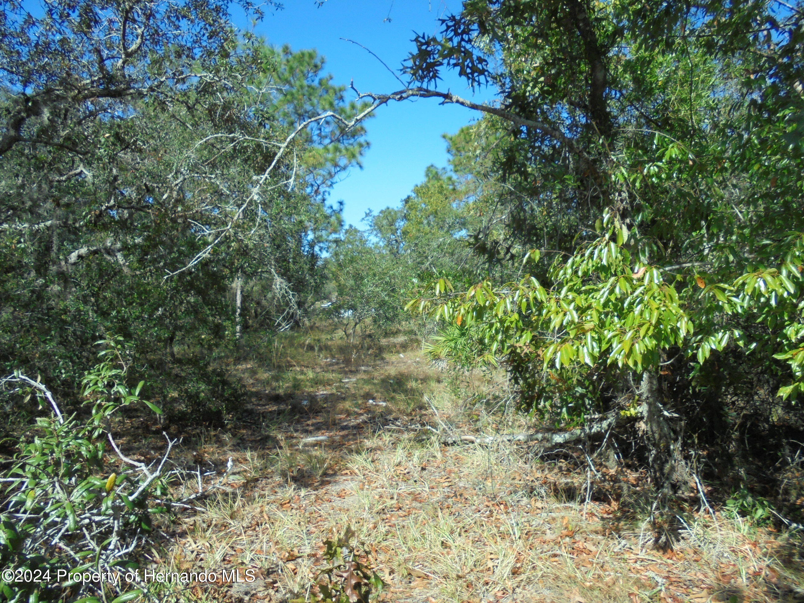 Deep Creek Drive, Spring Hill, Florida image 4