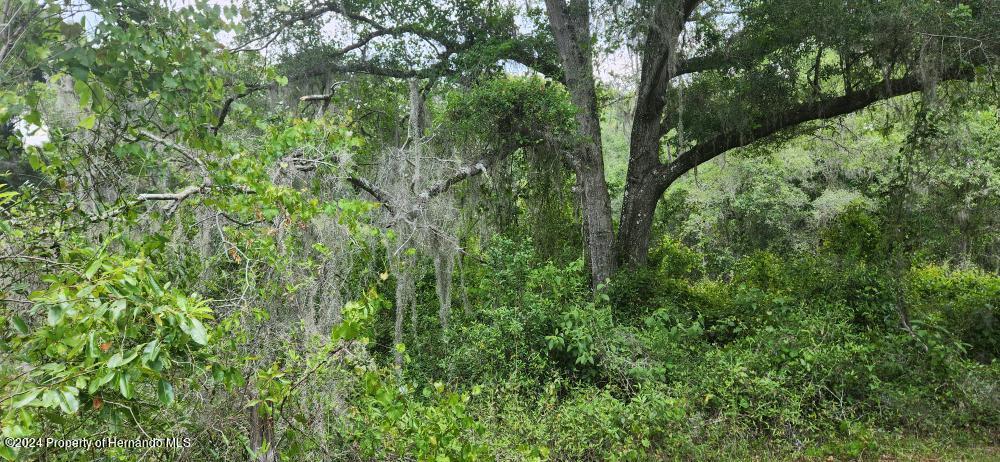 Wpa Road, Brooksville, Florida image 3