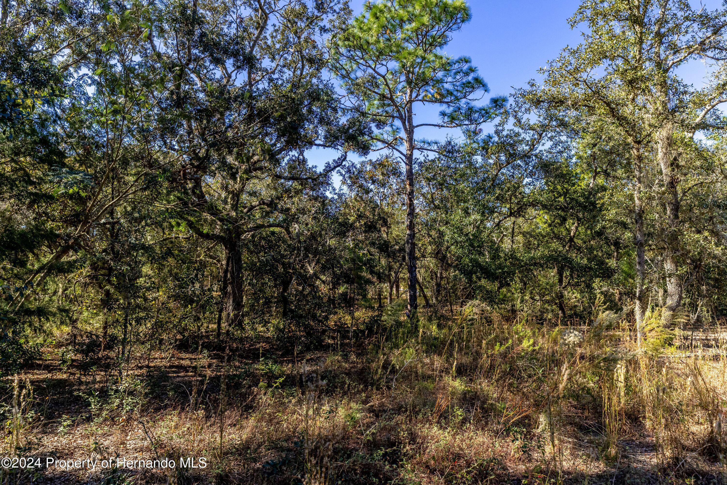 Maryland -lot 16 Avenue, Brooksville, Florida image 9