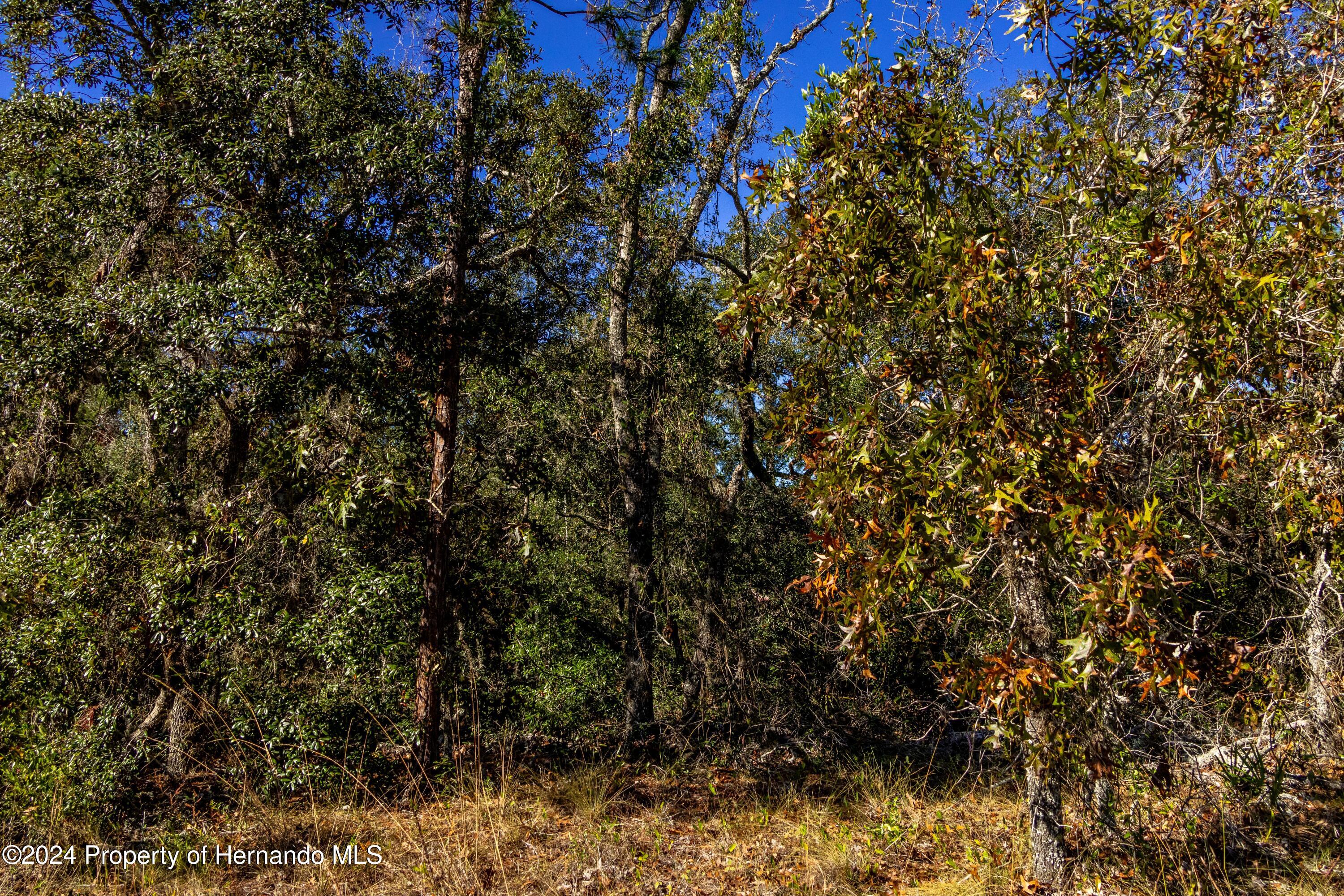 Maryland -lot 16 Avenue, Brooksville, Florida image 2