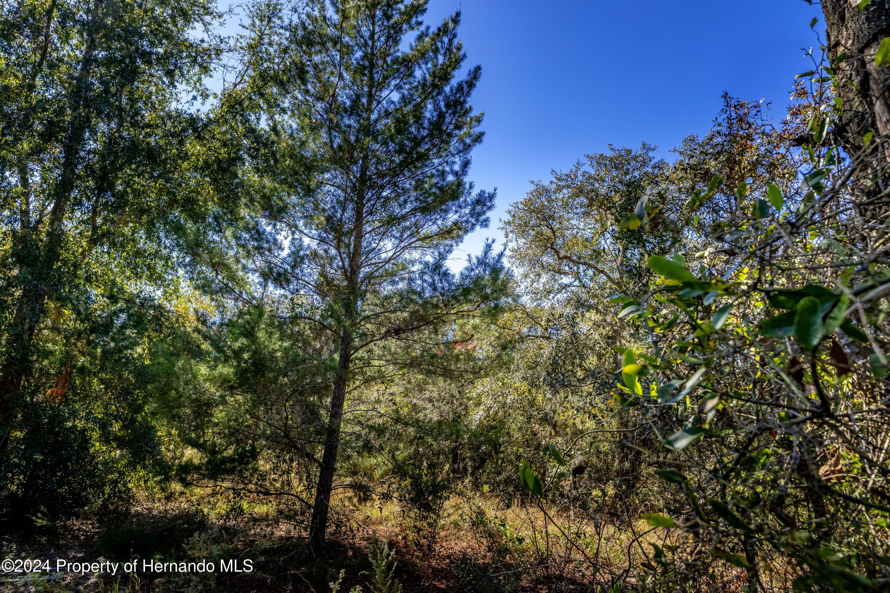 Maryland -lot 16 Avenue, Brooksville, Florida image 8