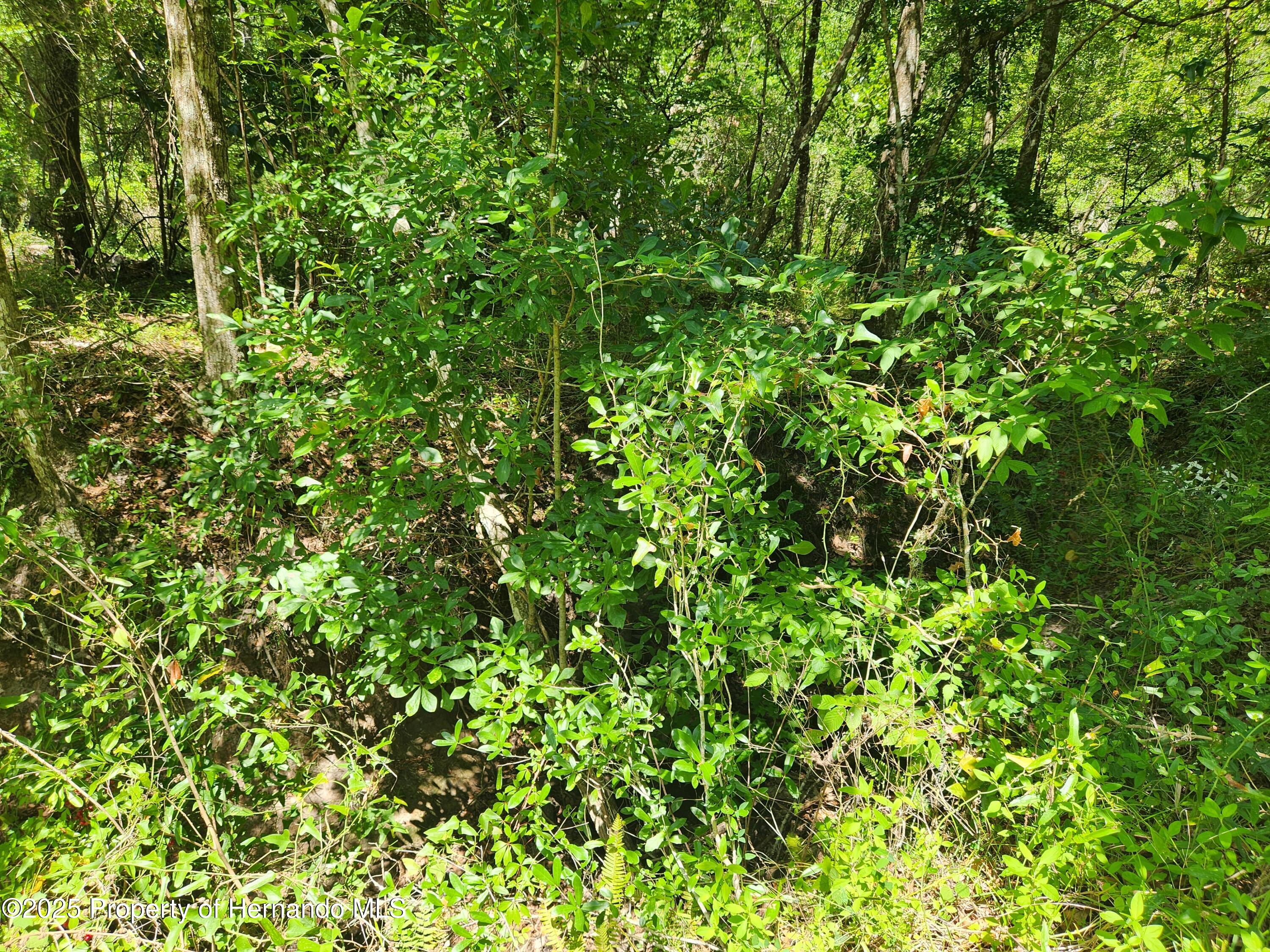 Royal Drive, Brooksville, Florida image 7