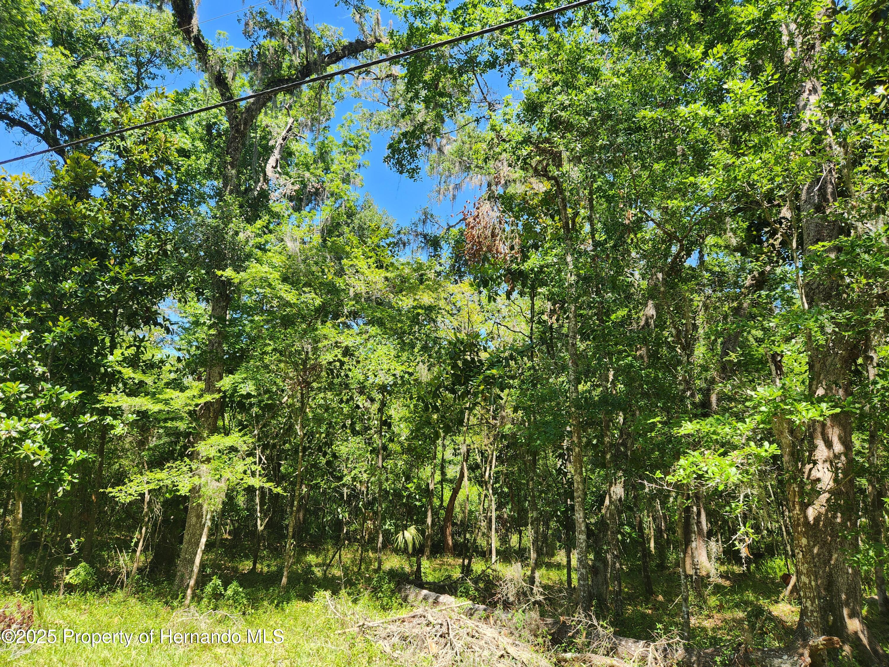 Royal Drive, Brooksville, Florida image 3