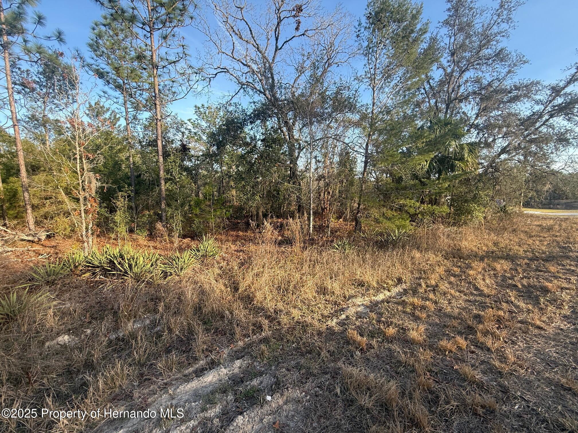 Courlan Road, Brooksville, Florida image 9