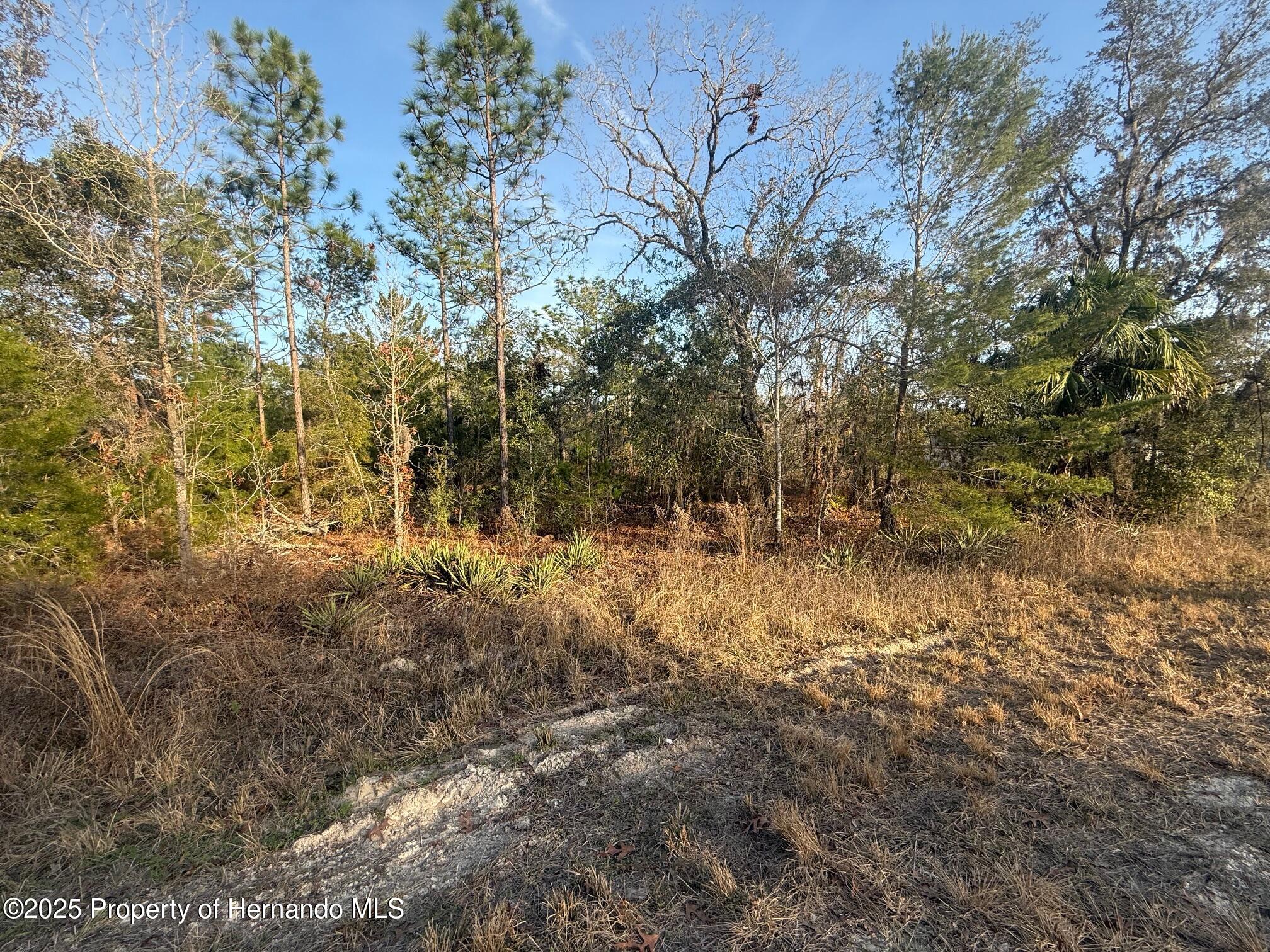 Courlan Road, Brooksville, Florida image 8