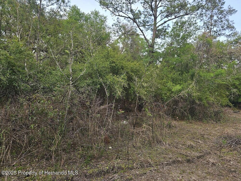 Colonel Avenue, Webster, Florida image 6