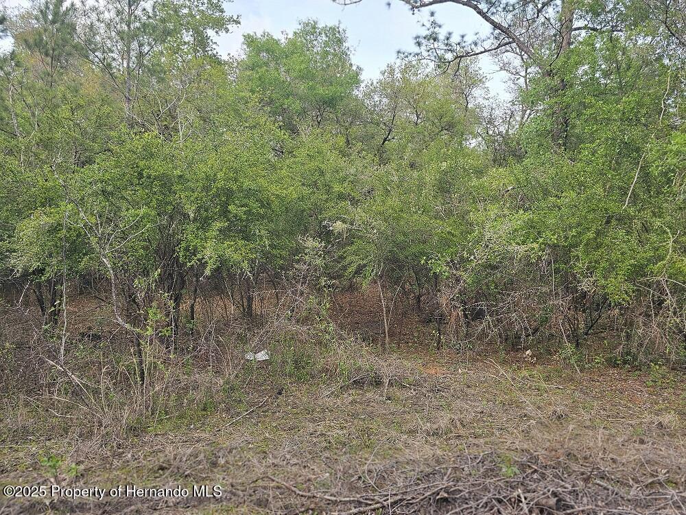 Colonel Avenue, Webster, Florida image 5