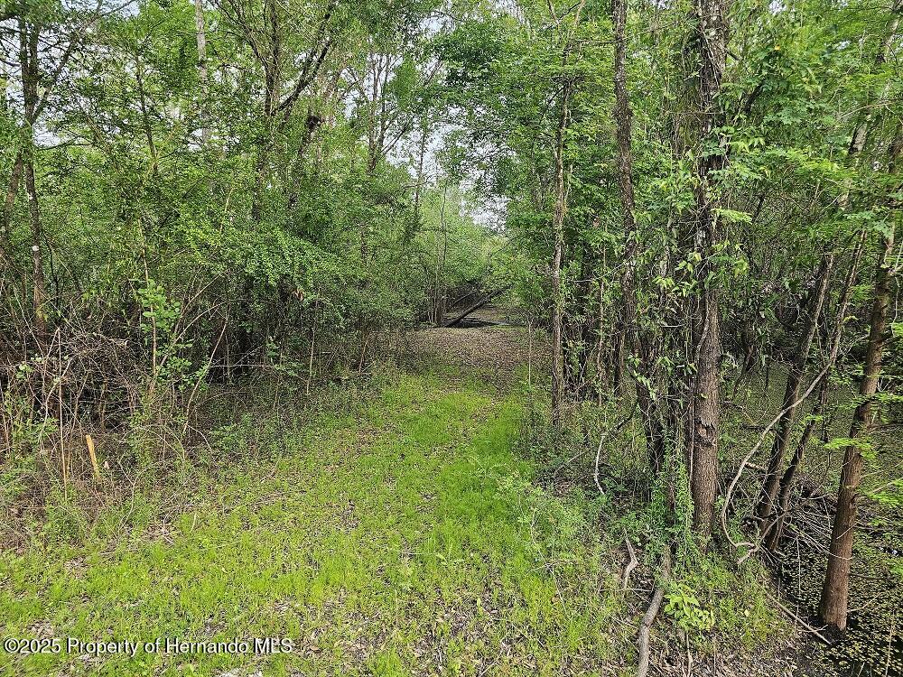 Colonel Avenue, Webster, Florida image 10