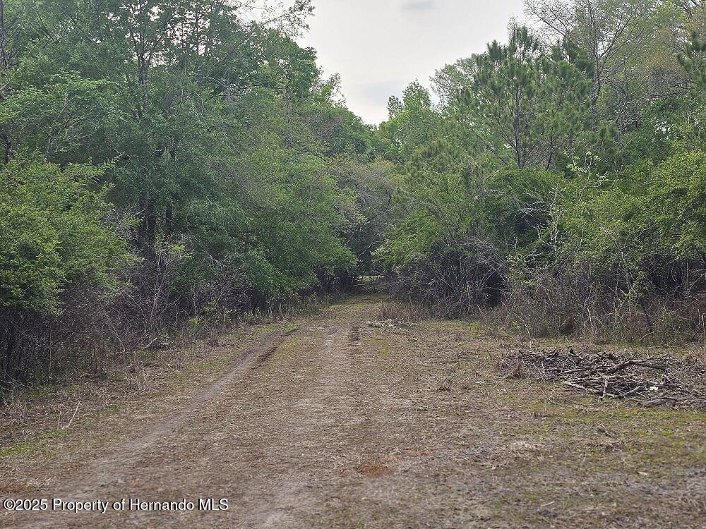 Colonel Avenue, Webster, Florida image 9