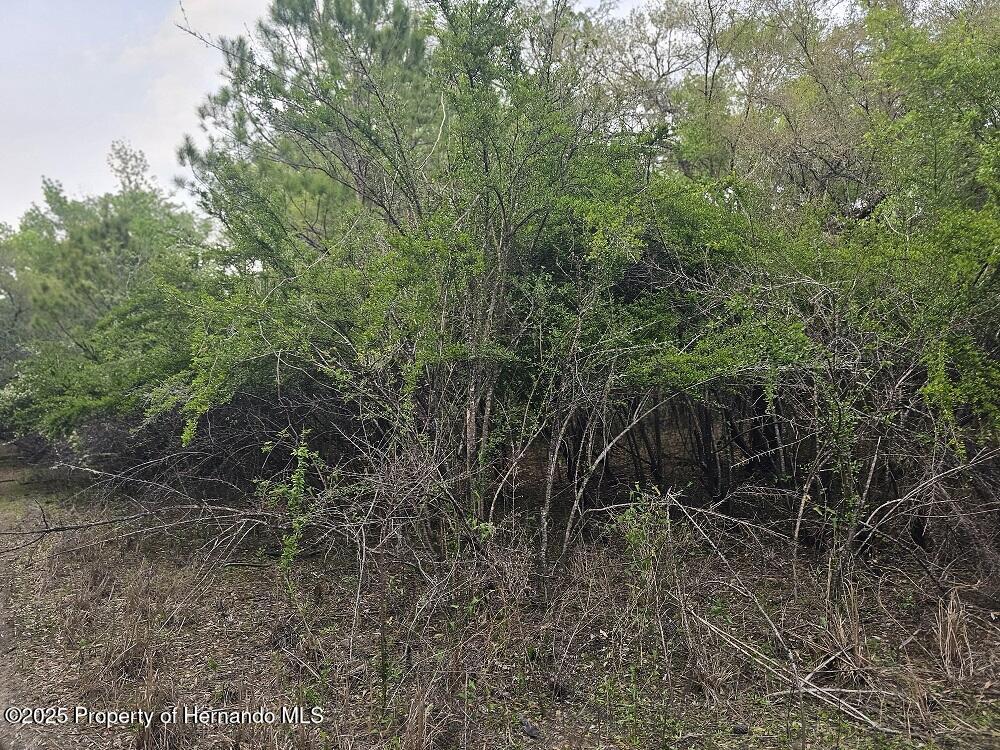 Colonel Avenue, Webster, Florida image 7