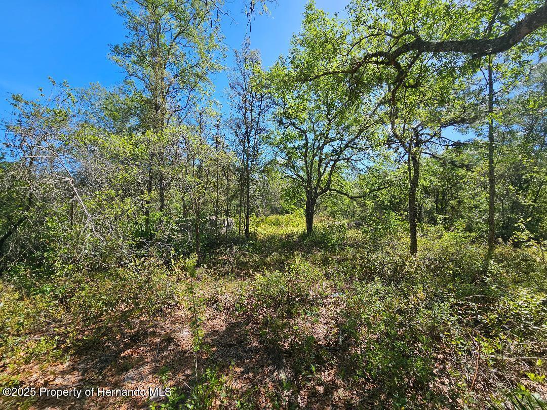 8130 Shellstream Drive, Webster, Florida image 4