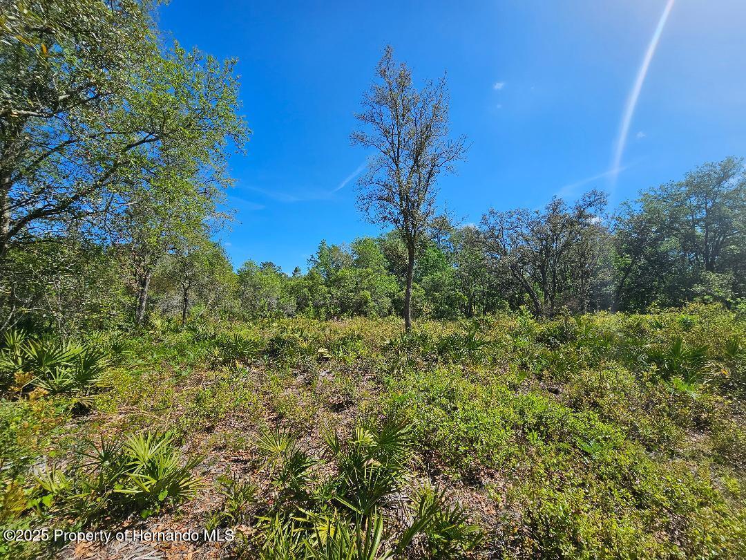 8130 Shellstream Drive, Webster, Florida image 1