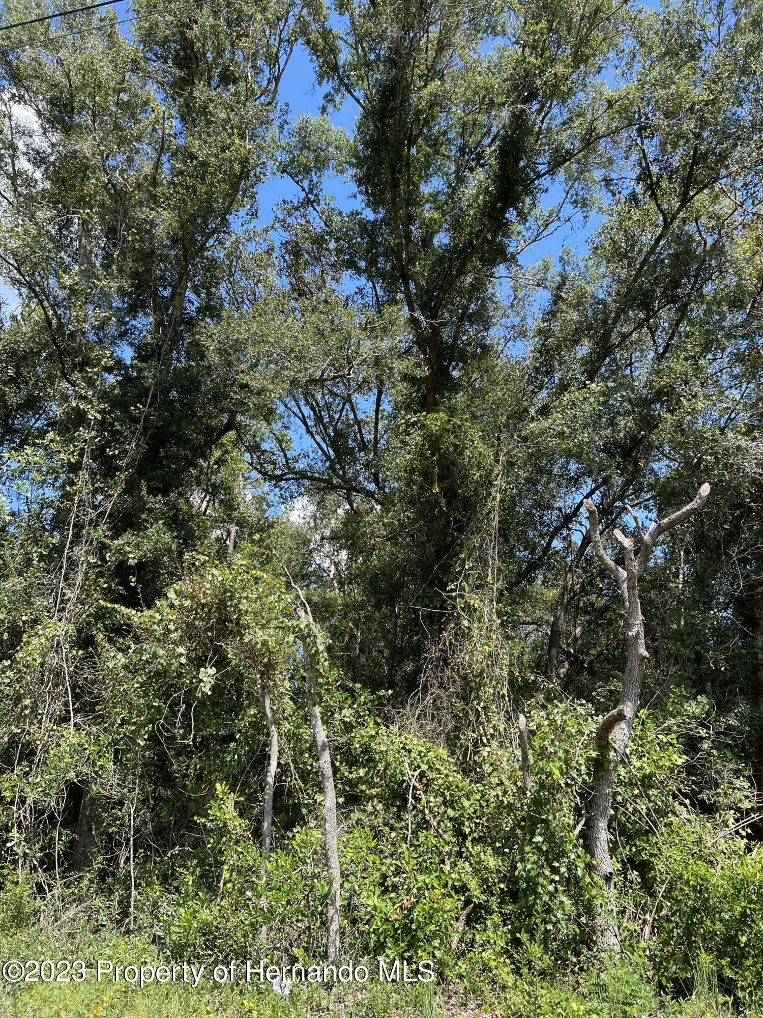 Us 19 Highway, Chiefland, Florida image 4