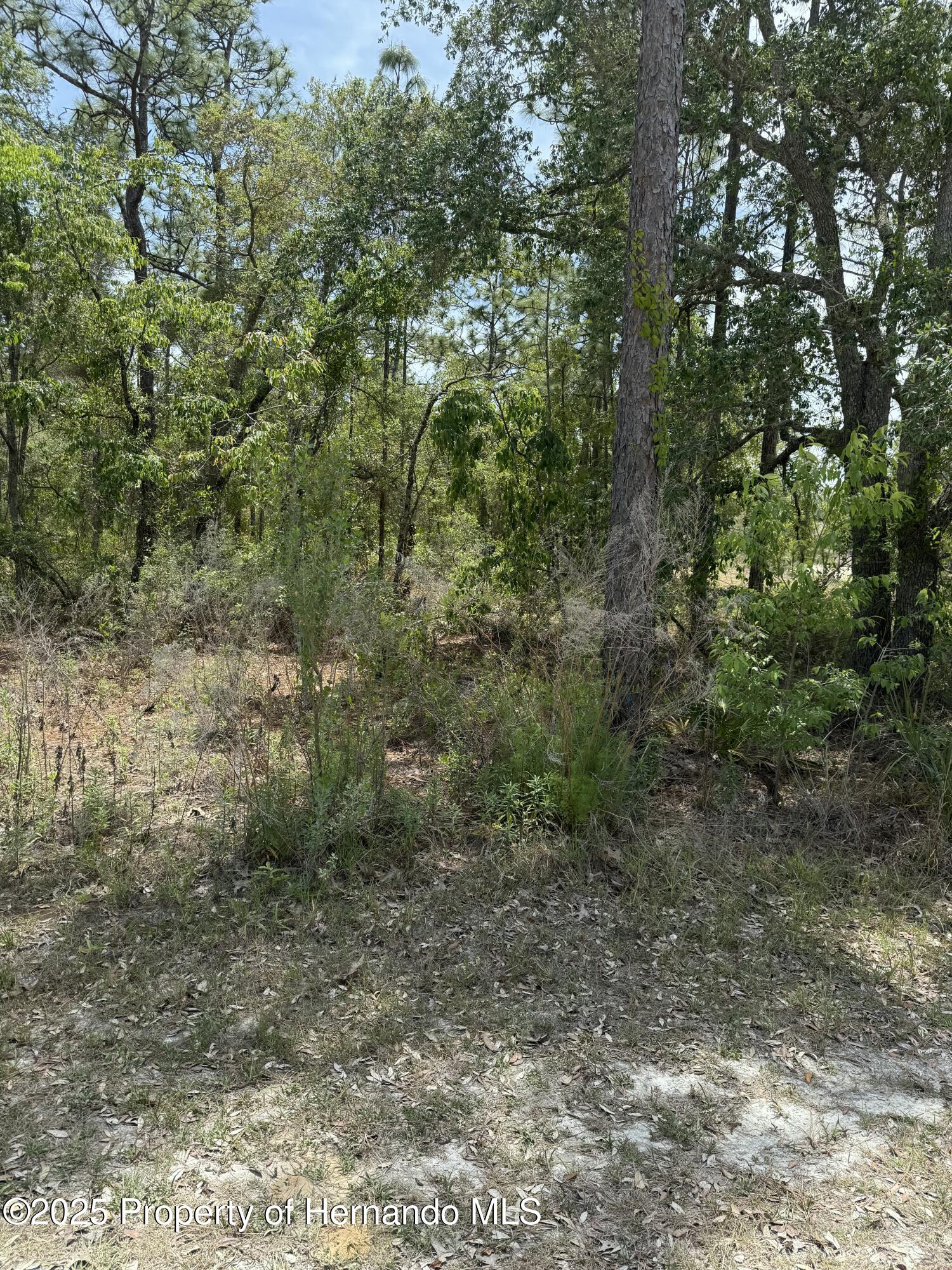 Snow Goose Avenue, Brooksville, Florida image 2