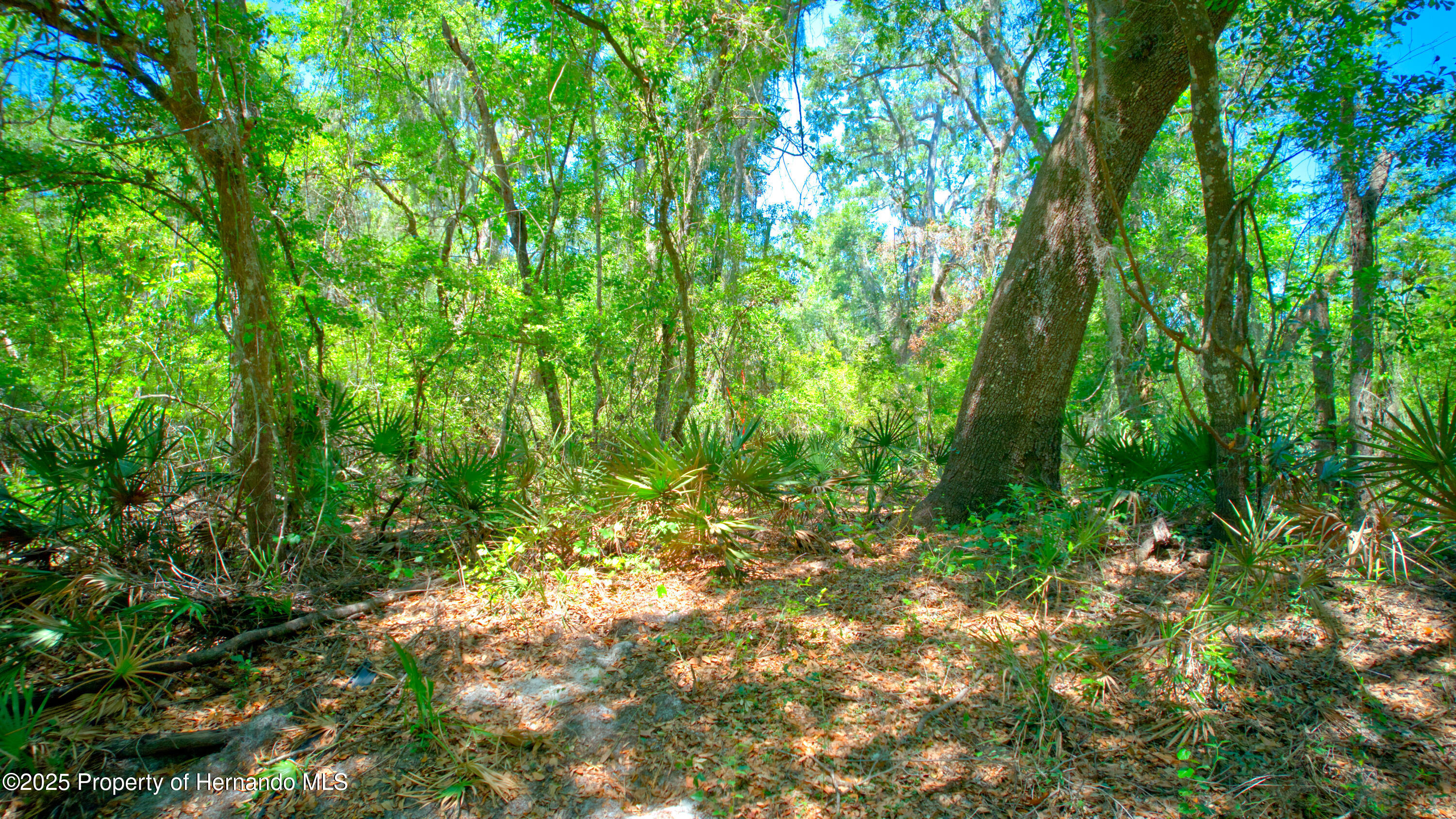 Circle Stone Ct, Webster, Florida image 10