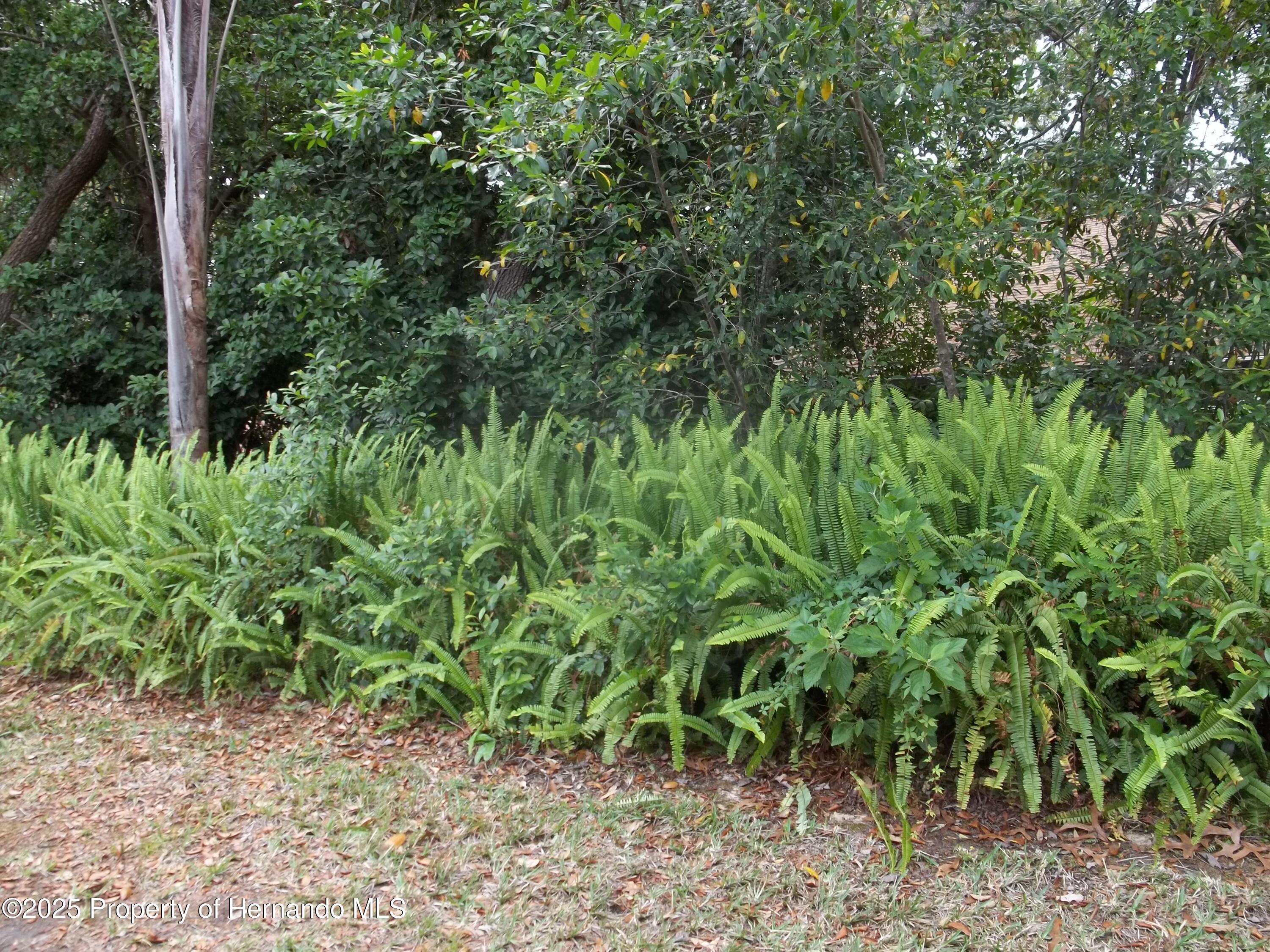6364 Pinestand Court, Spring Hill, Florida image 20