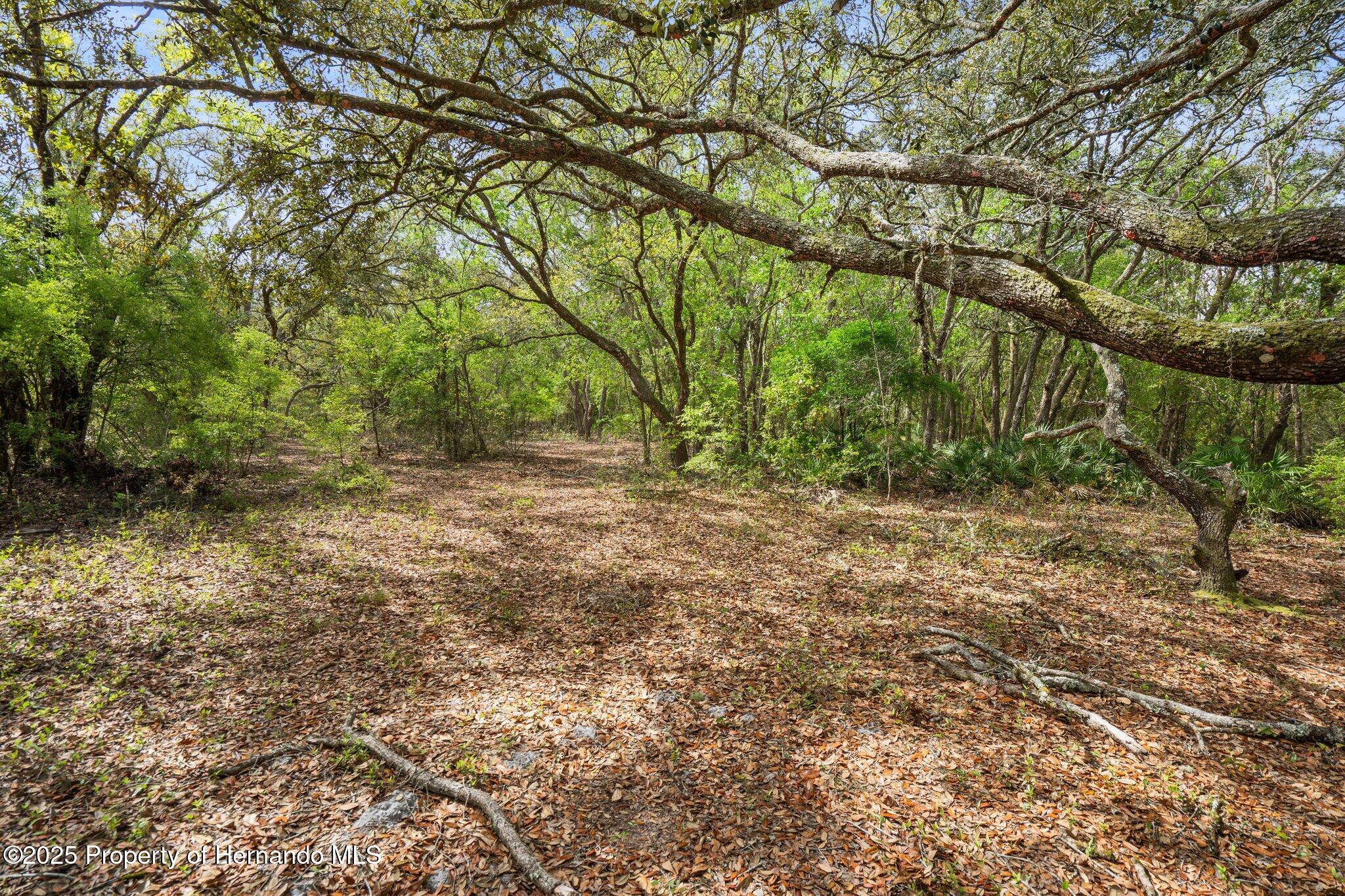 00 Rim Rock Street, Webster, Florida image 3