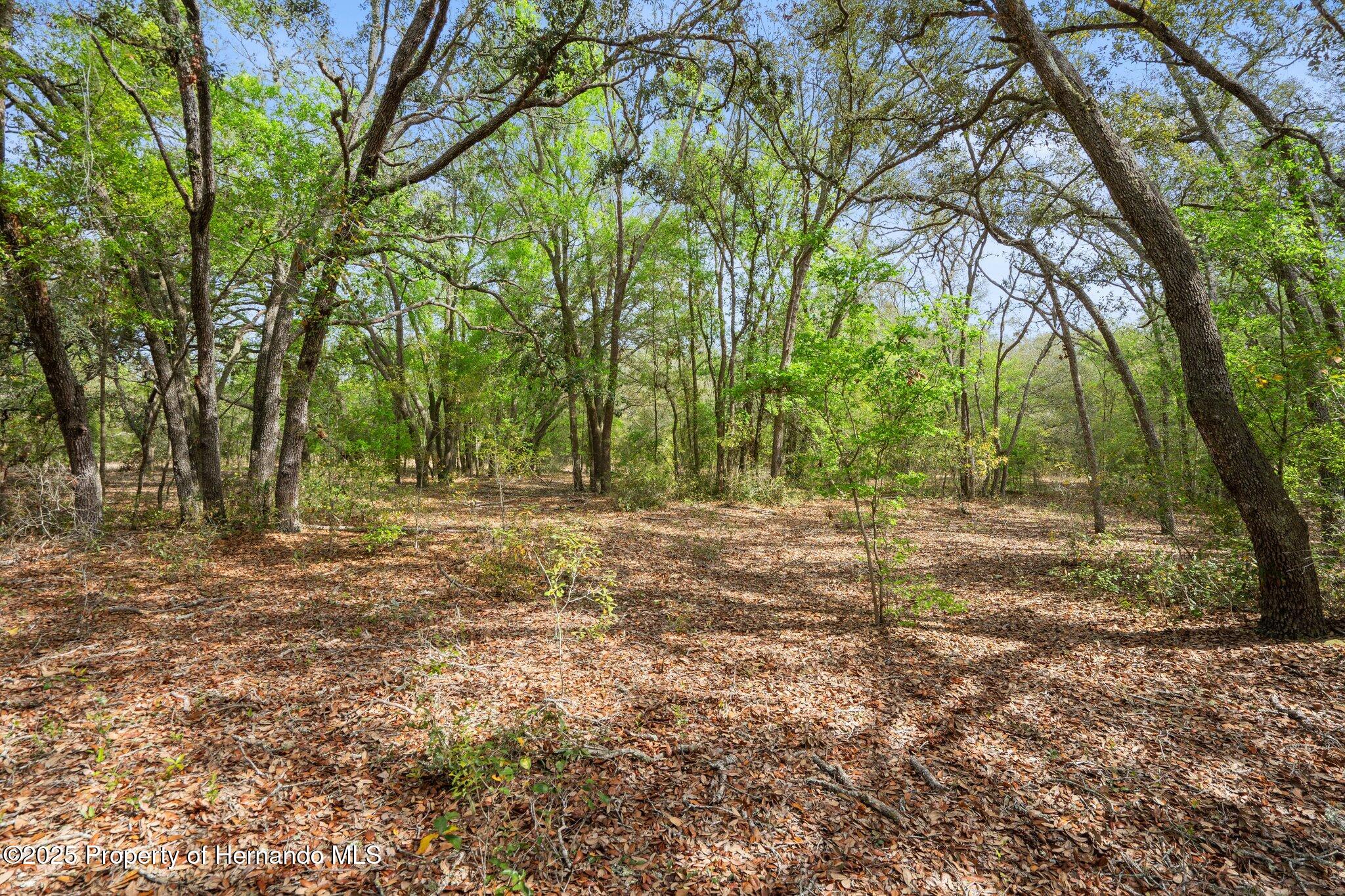 00 Rim Rock Street, Webster, Florida image 4