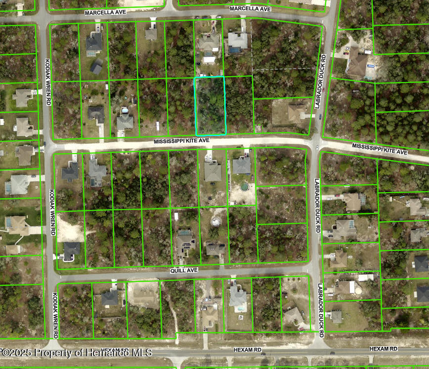 11391 Mississippi Kite Avenue, Brooksville, Florida image 3